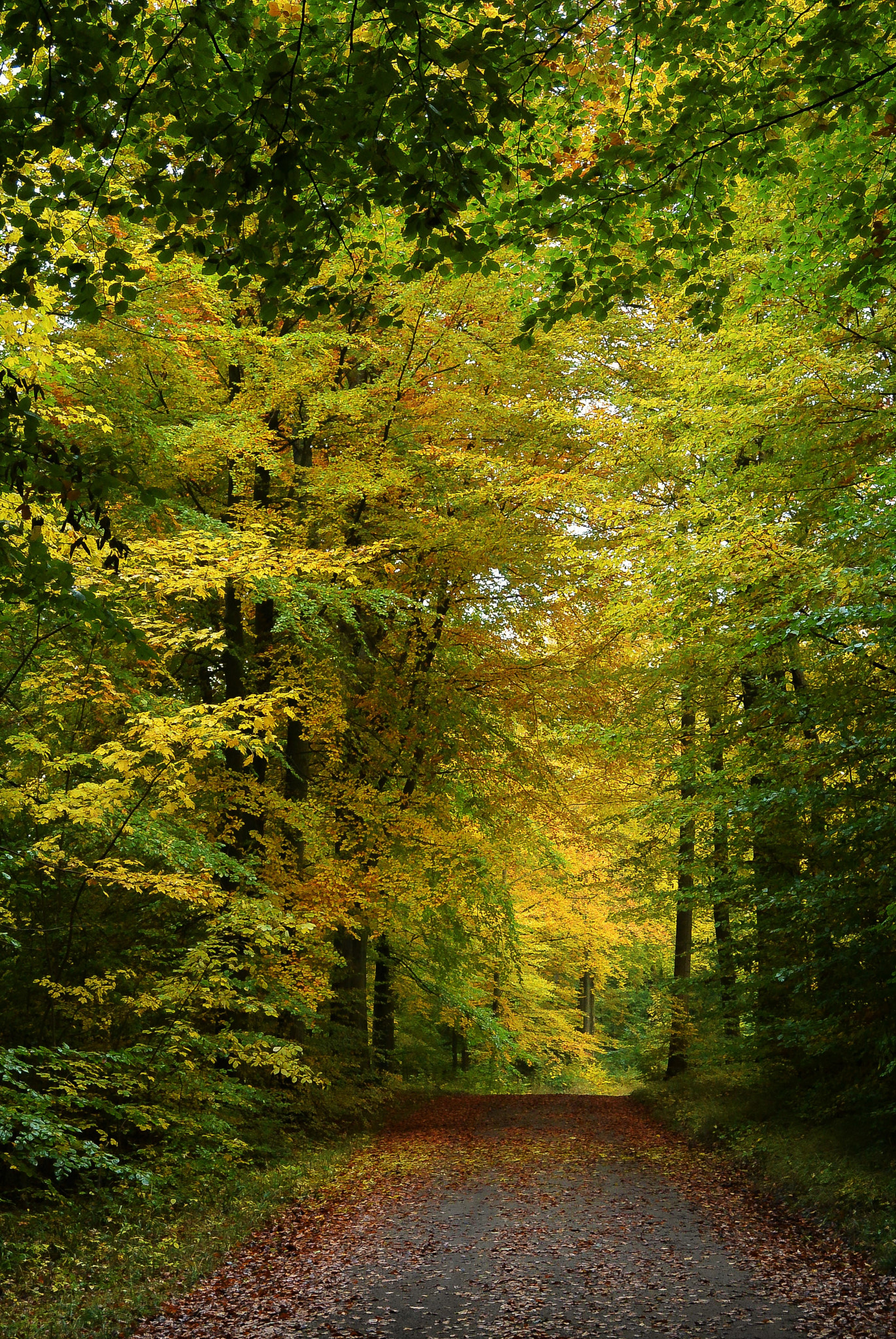 Nikon 1 Nikkor 11-27.5mm F3.5-5.6 sample photo. Passing though autumn... photography
