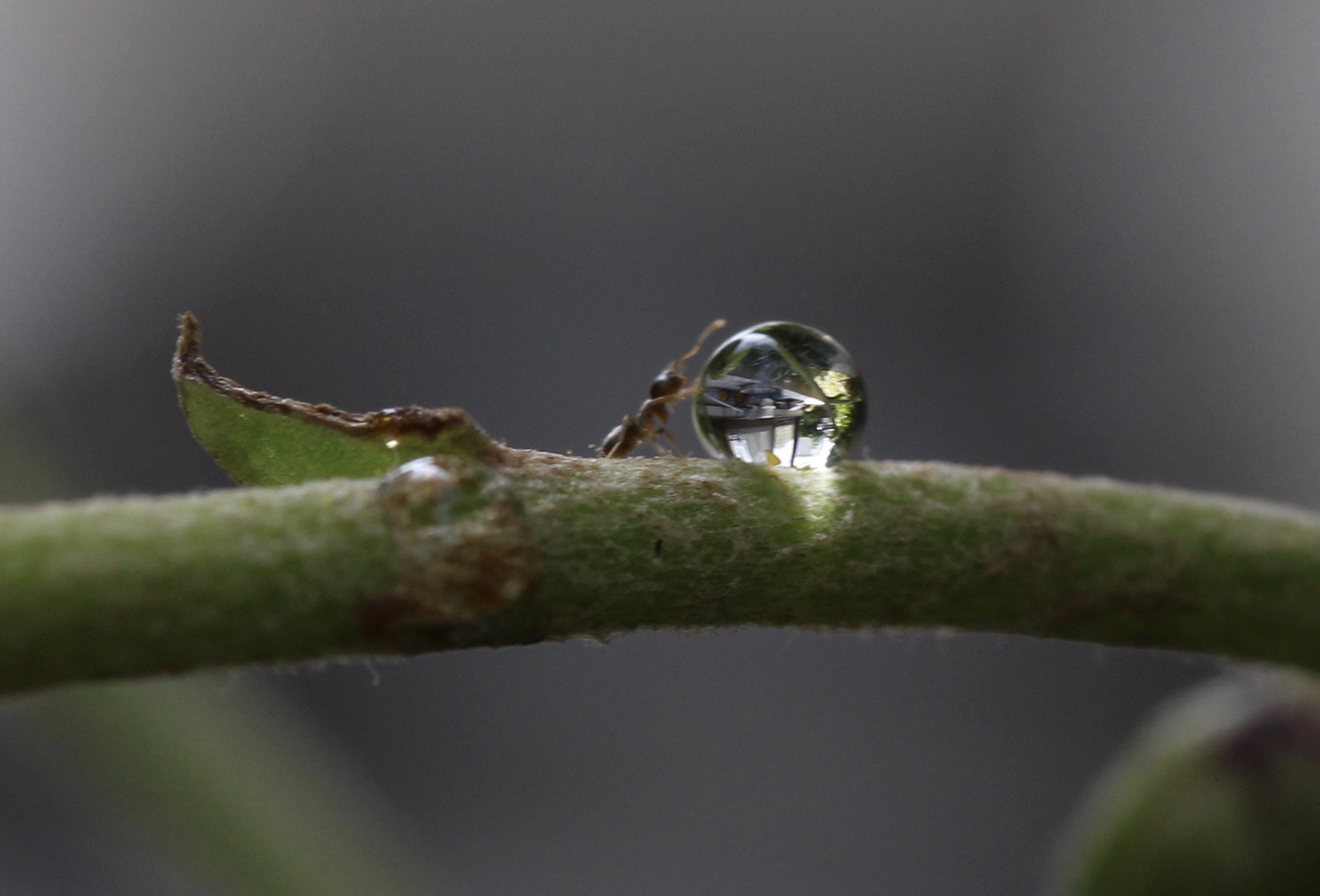 Canon EOS 100D (EOS Rebel SL1 / EOS Kiss X7) sample photo. Ant and drop photography