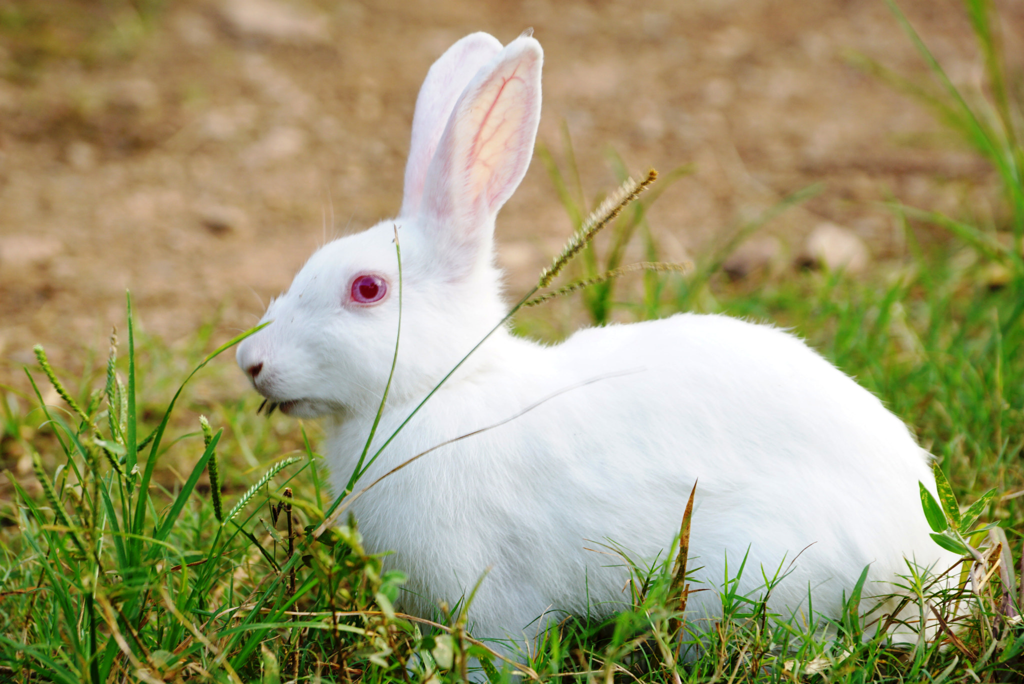 Sony DT 18-135mm F3.5-5.6 SAM sample photo. A white rabbit photography
