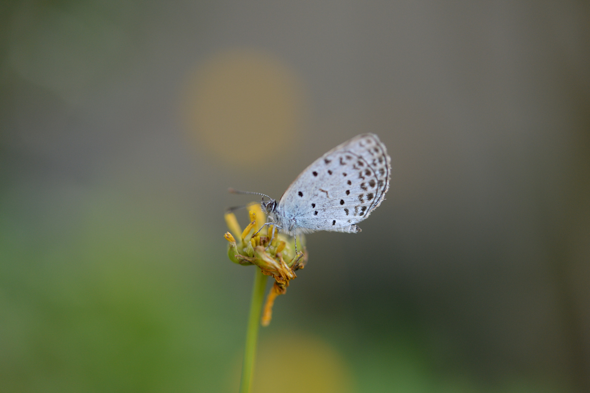 Nikon Df sample photo. Flower and butterfly photography