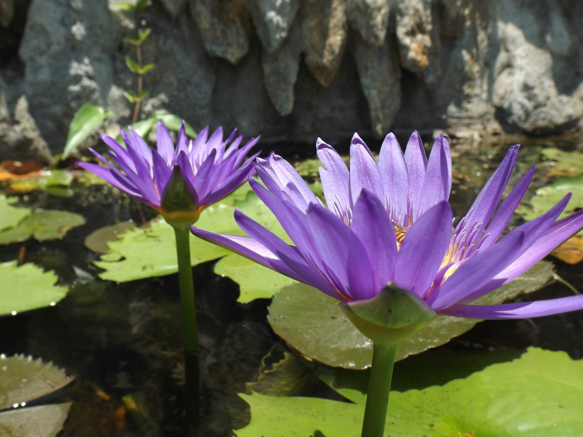 Fujifilm FinePix S4600 sample photo. 17620526630.jpg photography
