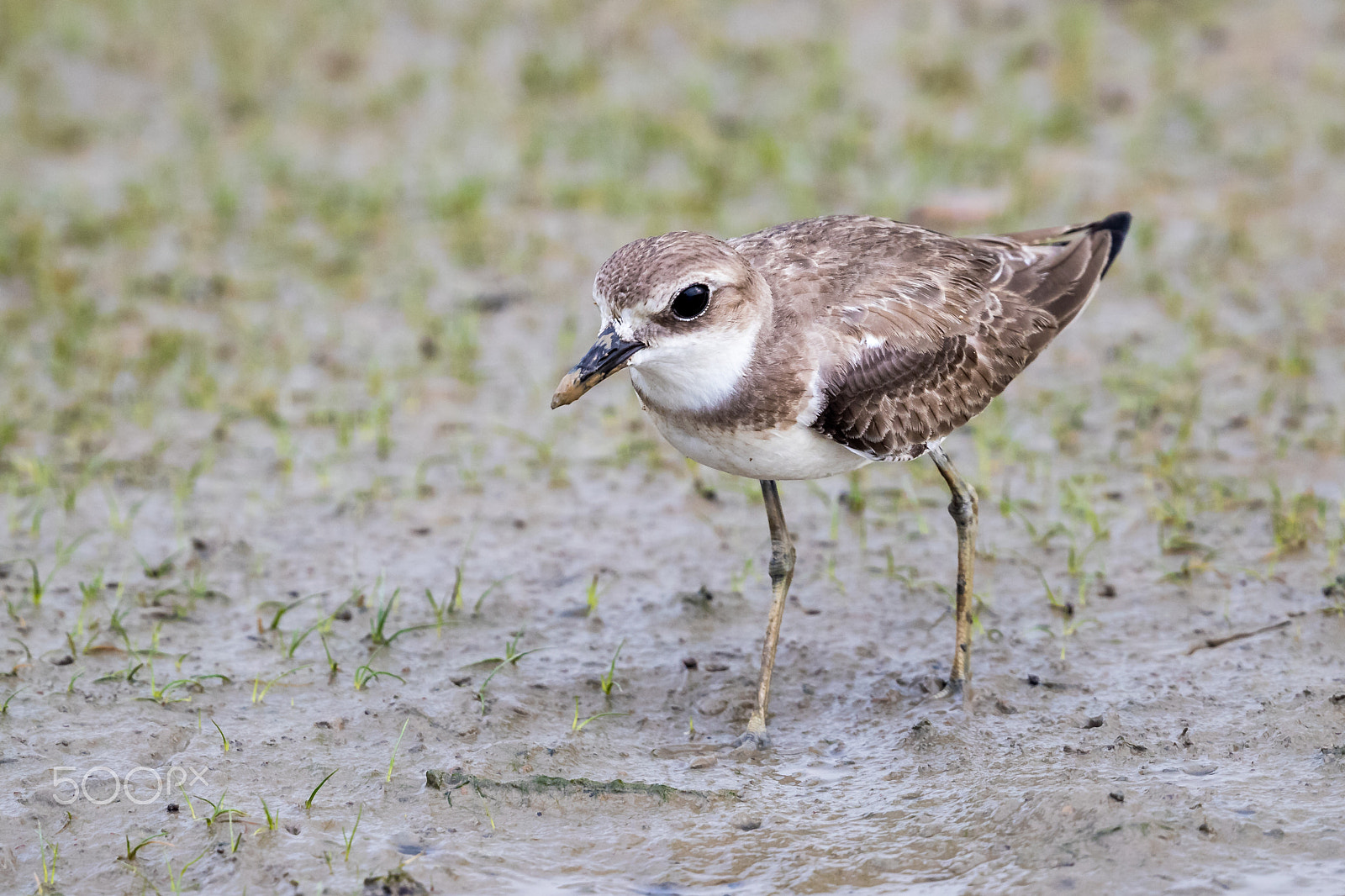 Canon EOS-1D X Mark II + Canon EF 500mm F4L IS II USM sample photo. Greater sand plover (charadrius leschenaultii) looking for food at mudflat photography