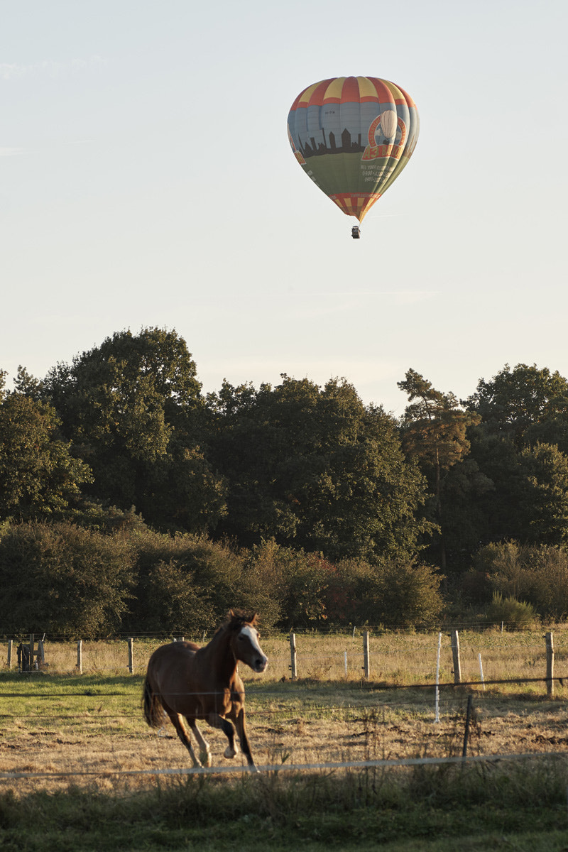 Sony SLT-A77 + Tamron SP AF 90mm F2.8 Di Macro sample photo. Horse responds to balloon photography