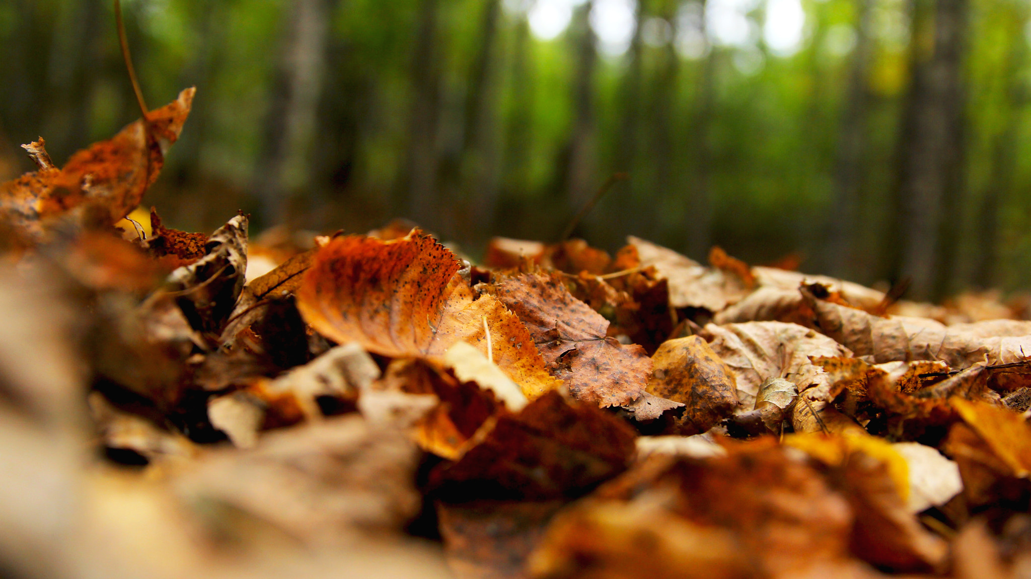 Canon EF 24-70mm F2.8L II USM sample photo. Глубокая осень... photography