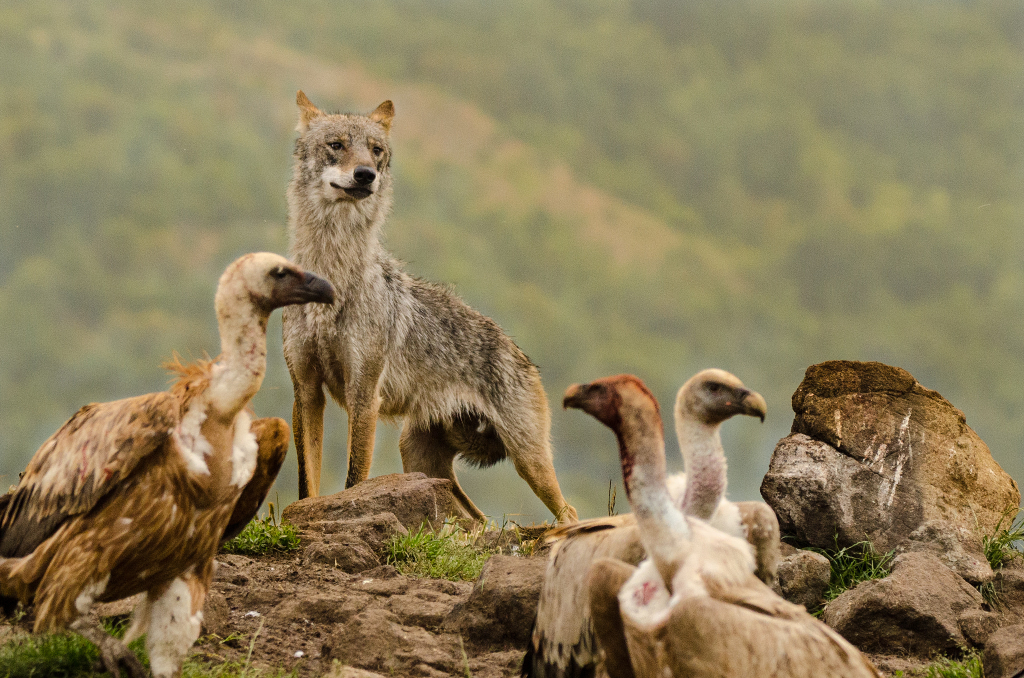 Sigma 150-600mm F5-6.3 DG OS HSM | C sample photo. Young wolf photography