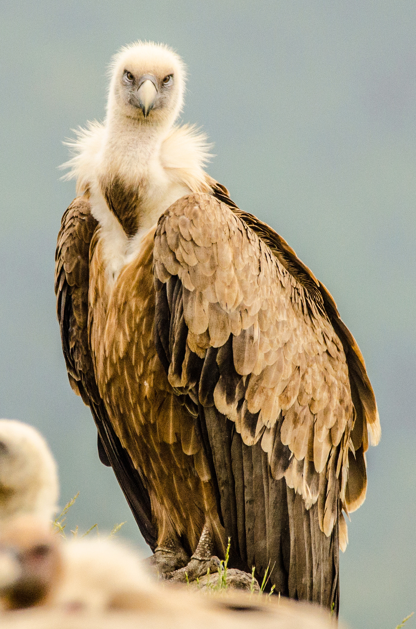Sigma 150-600mm F5-6.3 DG OS HSM | C sample photo. Lady griffin photography
