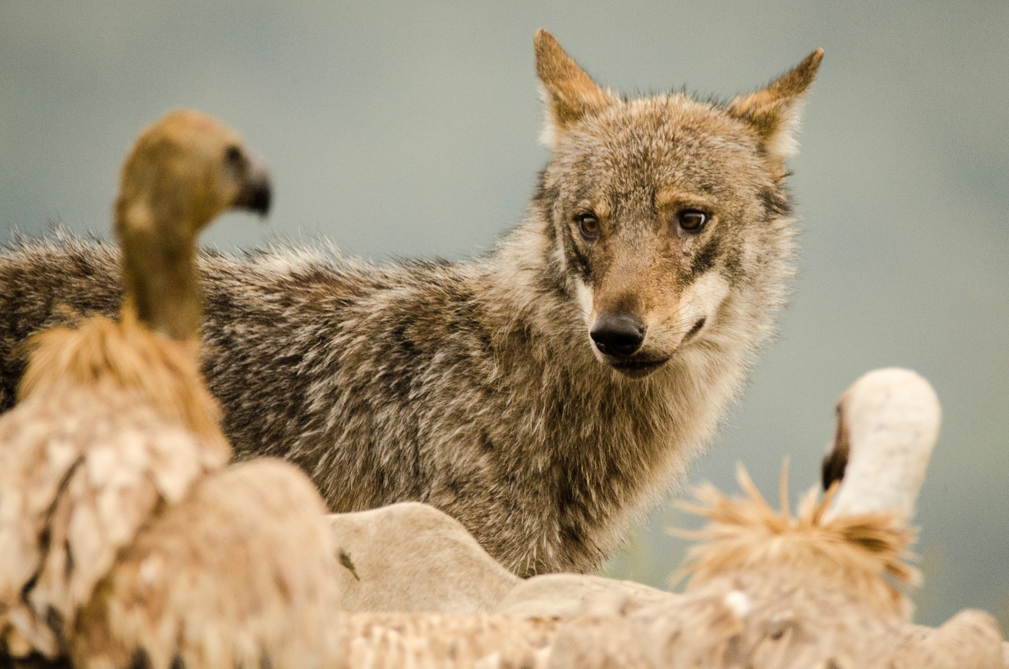 Sigma 150-600mm F5-6.3 DG OS HSM | C sample photo. Wolf smile photography