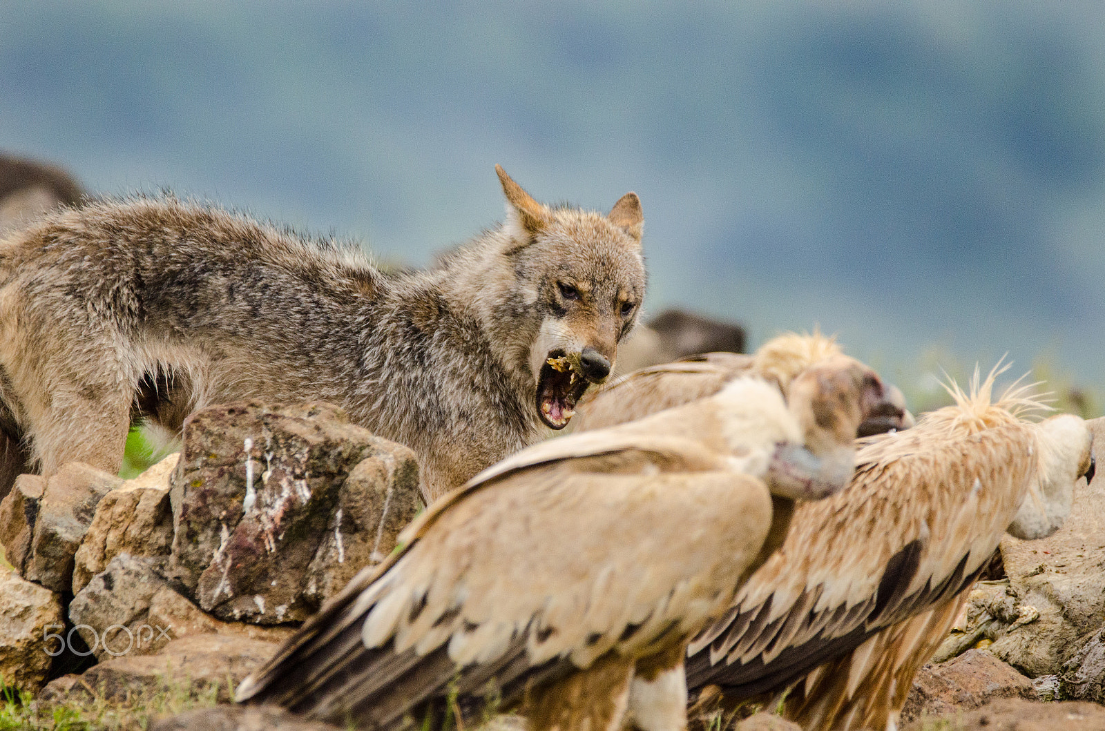 Sigma 150-600mm F5-6.3 DG OS HSM | C sample photo. Wolf eating photography