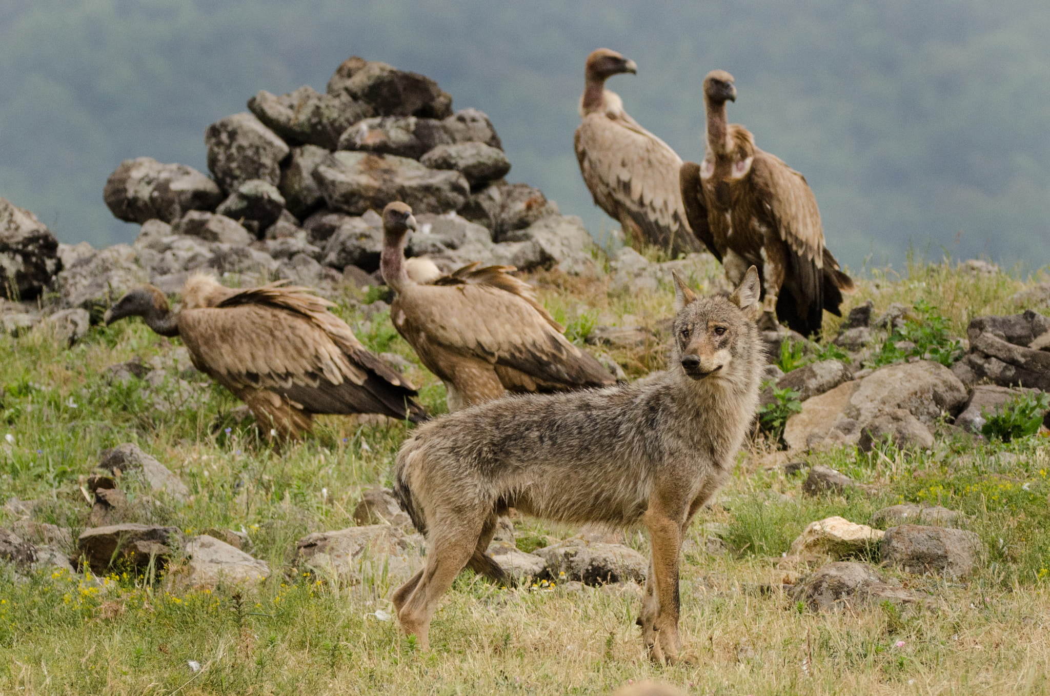 Sigma 150-600mm F5-6.3 DG OS HSM | C sample photo. Young wolf photography