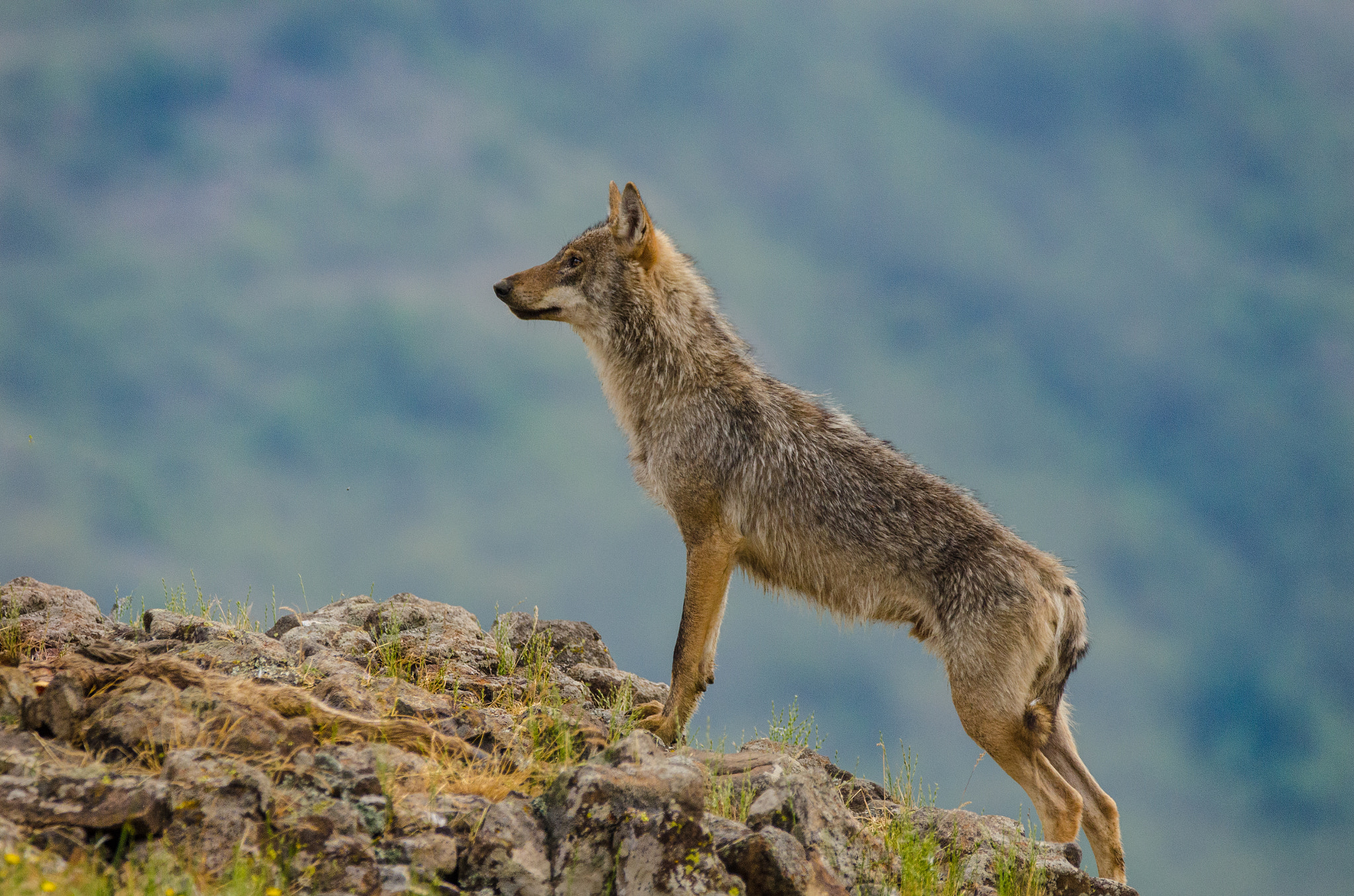 Sigma 150-600mm F5-6.3 DG OS HSM | C sample photo. Young wolf photography