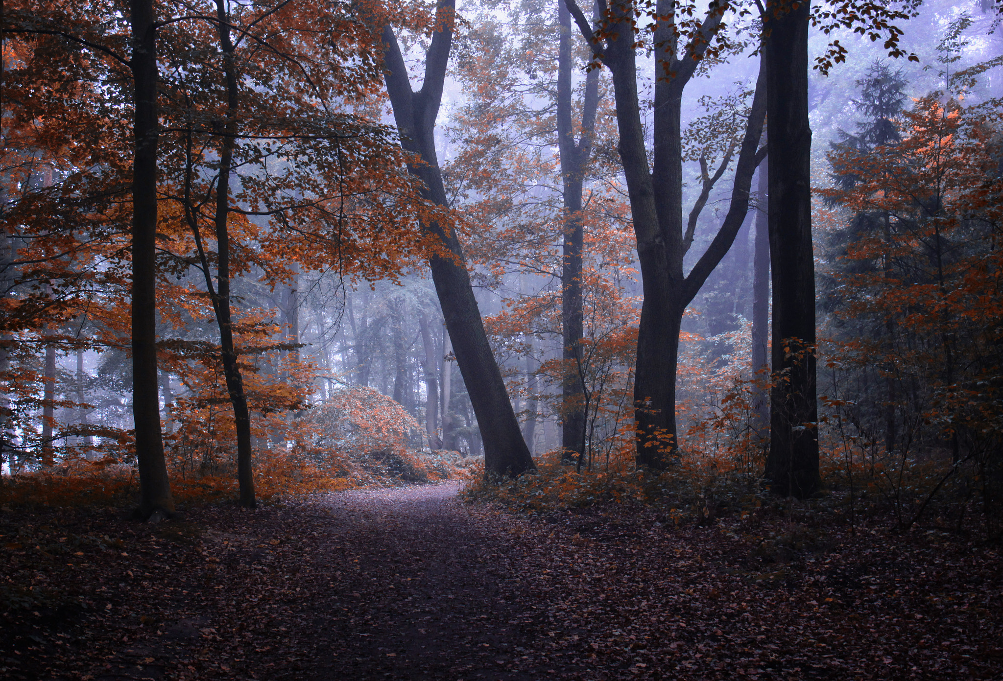 Canon EF 24-70mm F4L IS USM sample photo. **autumn blues** photography