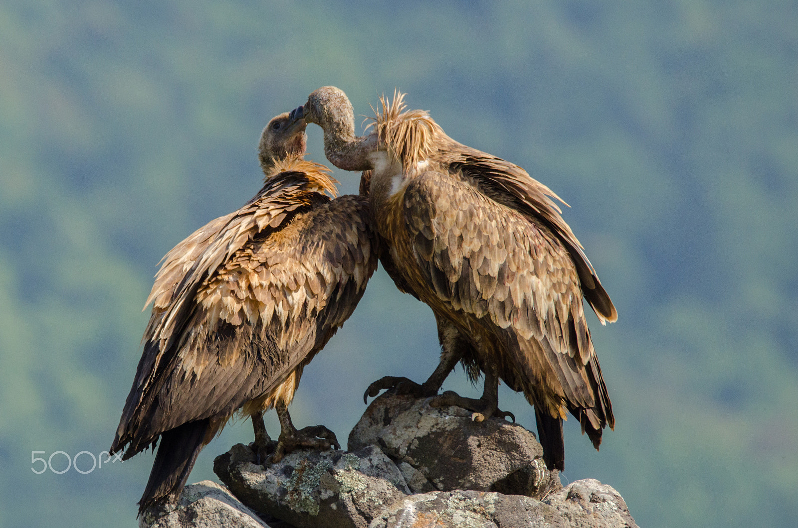 Sigma 150-600mm F5-6.3 DG OS HSM | C sample photo. Vultures kiss photography