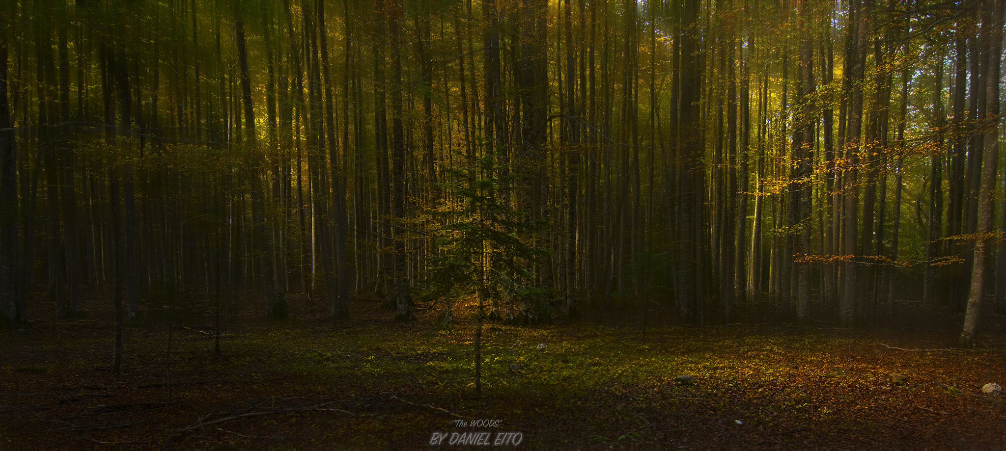 Nikon D500 + Tokina AT-X Pro 11-16mm F2.8 DX II sample photo. The woods photography
