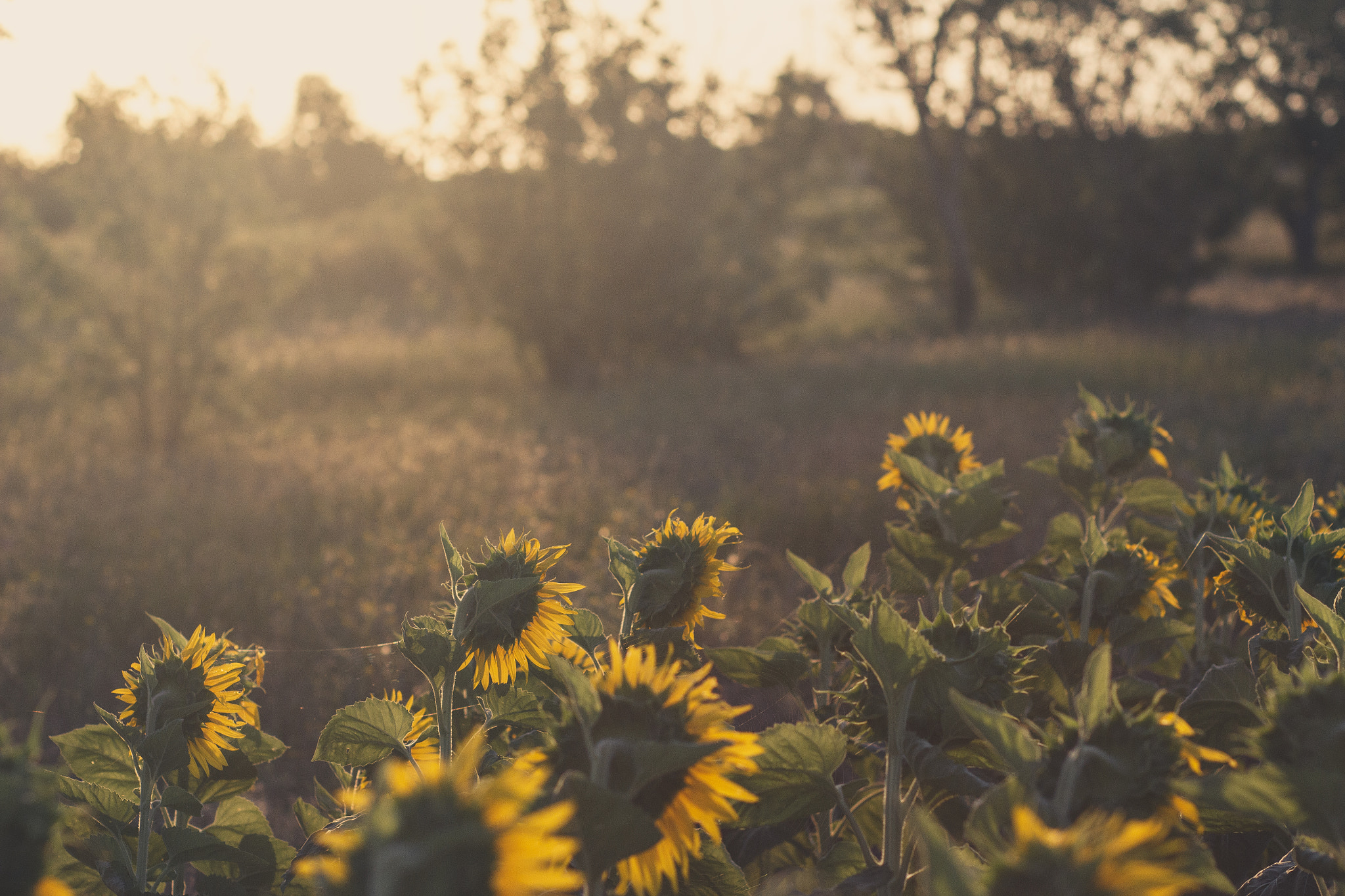 Canon EF 85mm F1.8 USM sample photo. Sunflowers photography