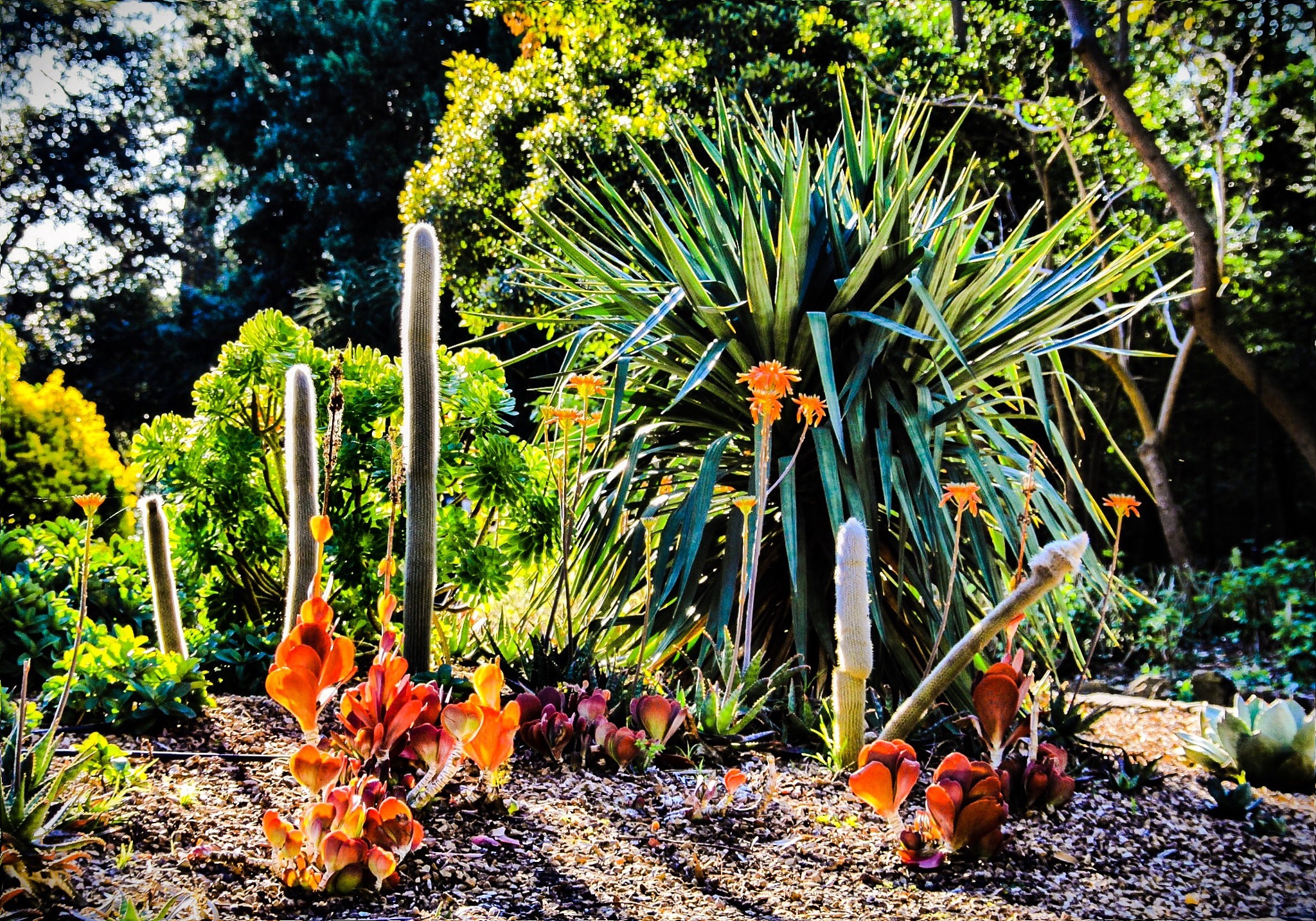 Canon 18-200mm sample photo. Garden photography