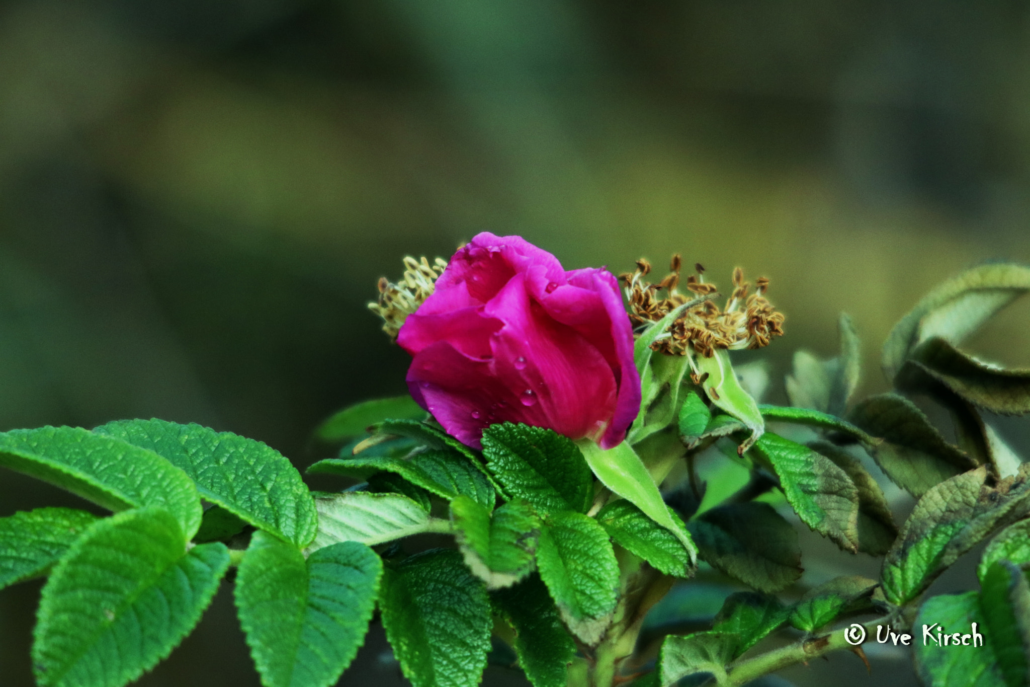 Canon EOS 760D (EOS Rebel T6s / EOS 8000D) + Sigma 150-500mm F5-6.3 DG OS HSM sample photo. Rosa rugosa in the autumn photography