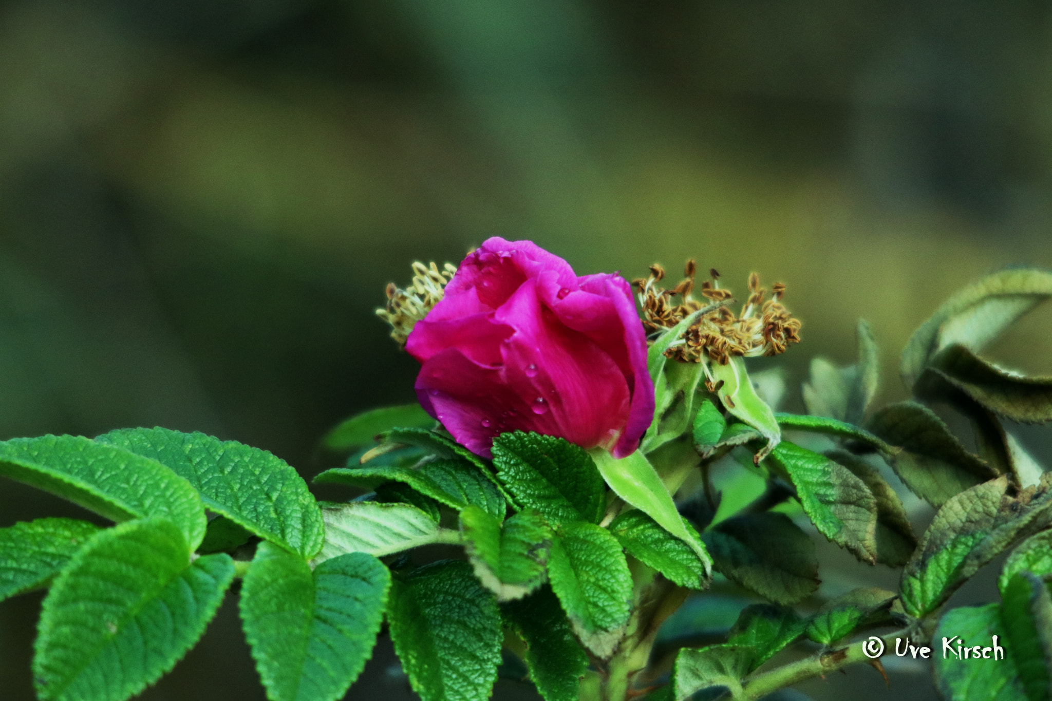 Sigma 150-500mm F5-6.3 DG OS HSM sample photo. Rosa rugosa in the autumn photography