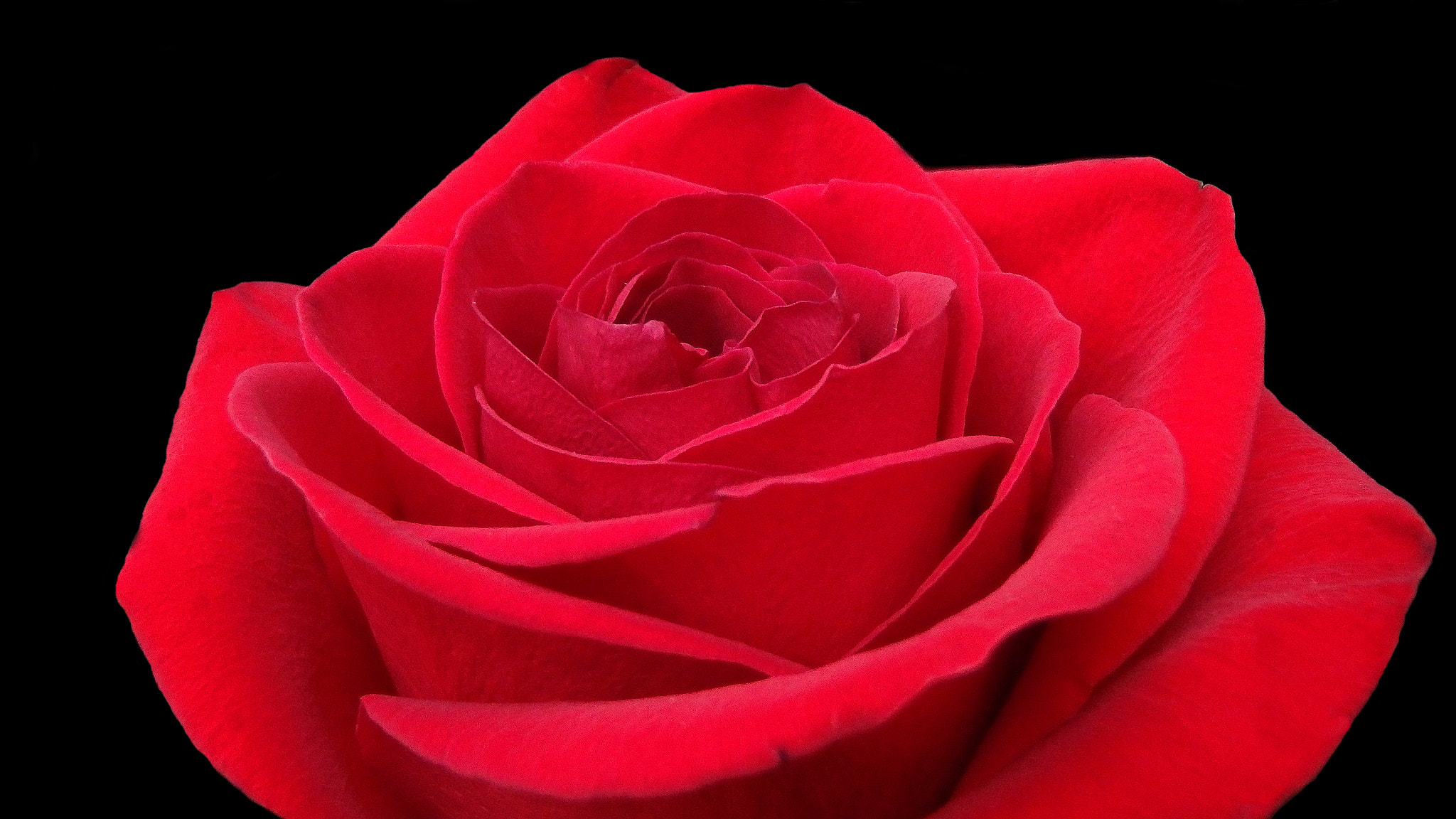 Olympus TG-830 sample photo. The red rose, a symbol of love. photography