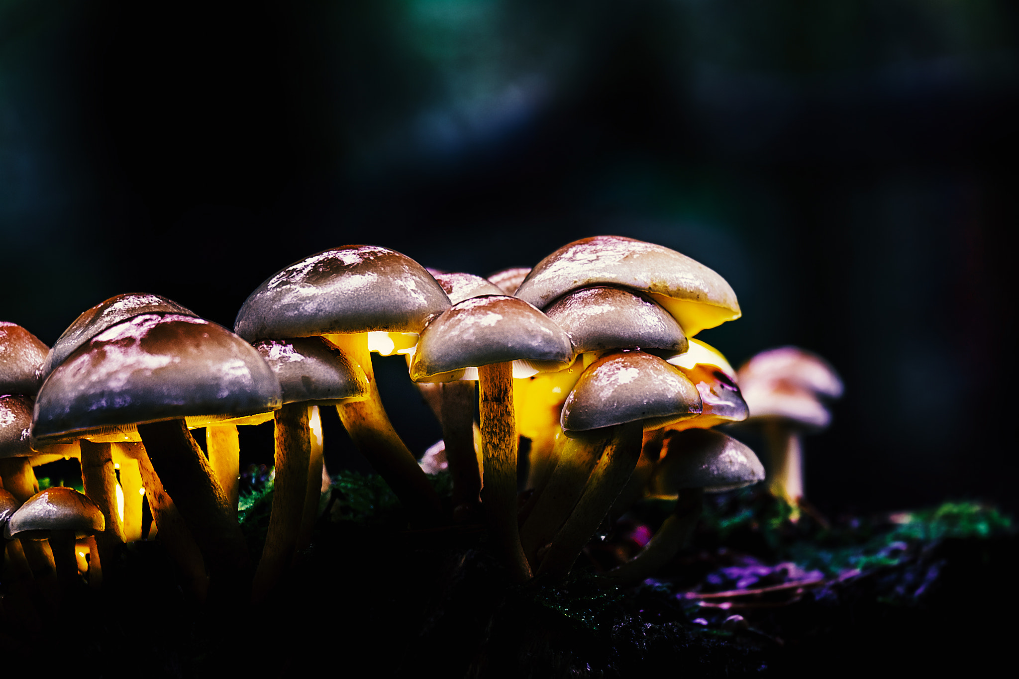 Fujifilm X-T10 + Fujifilm XC 50-230mm F4.5-6.7 OIS II sample photo. Mushroom light photography