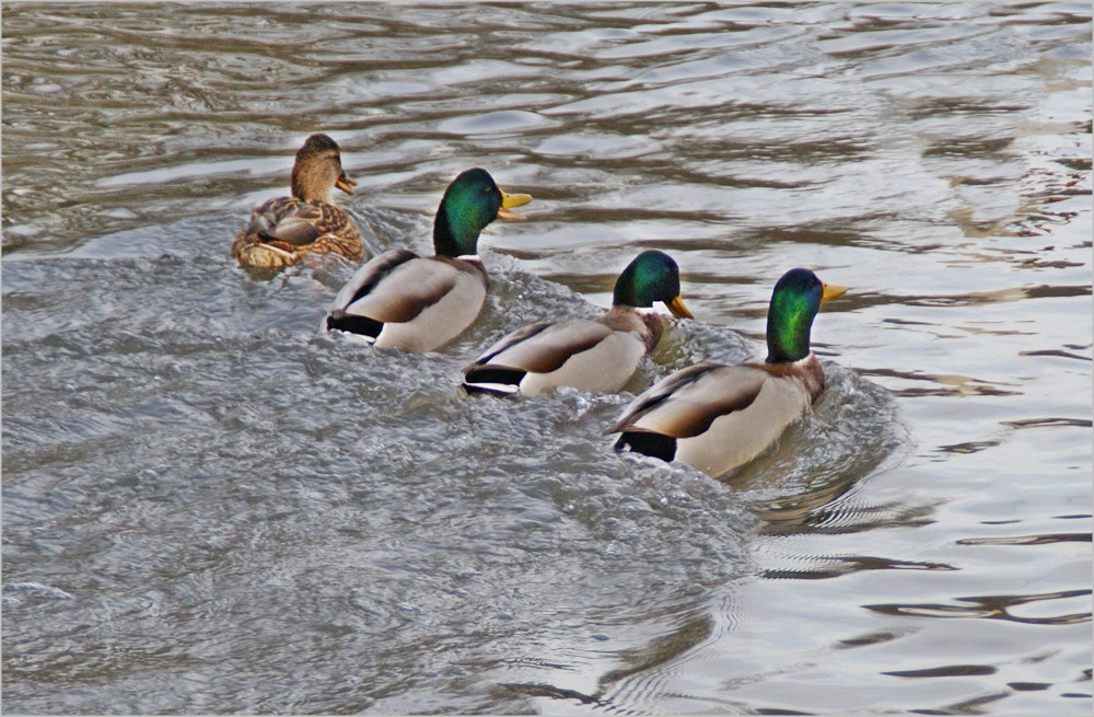 Sony Alpha DSLR-A290 sample photo. Duck racing photography