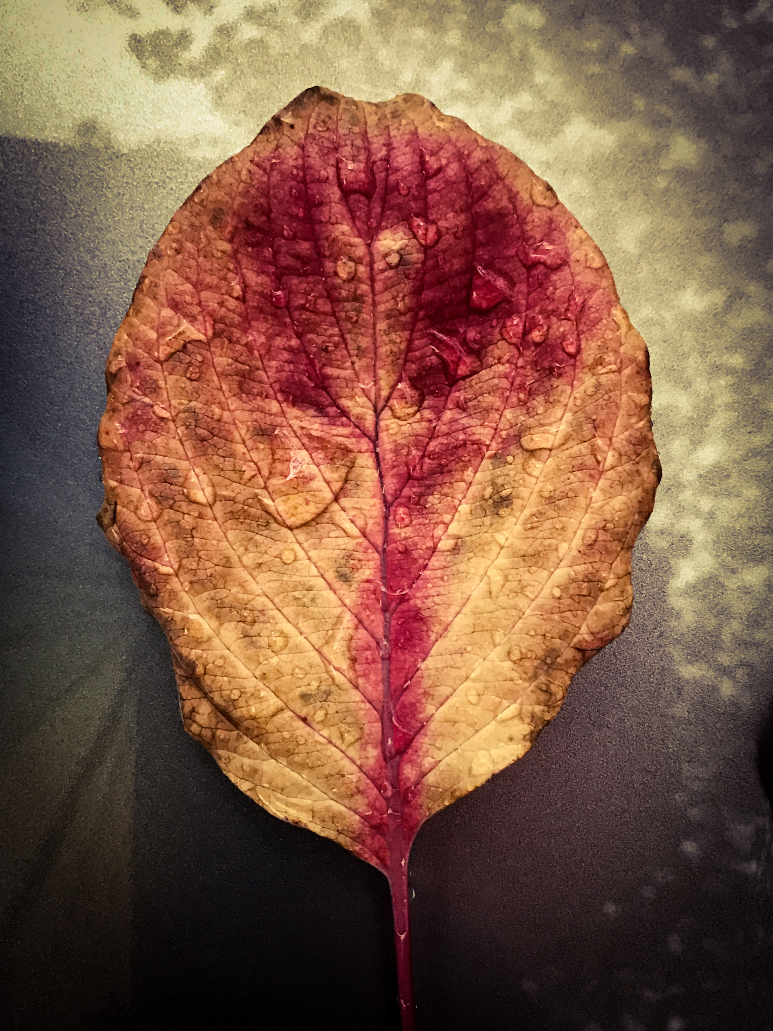 Apple iPhone 7 Plus sample photo. Fallen leaves photography