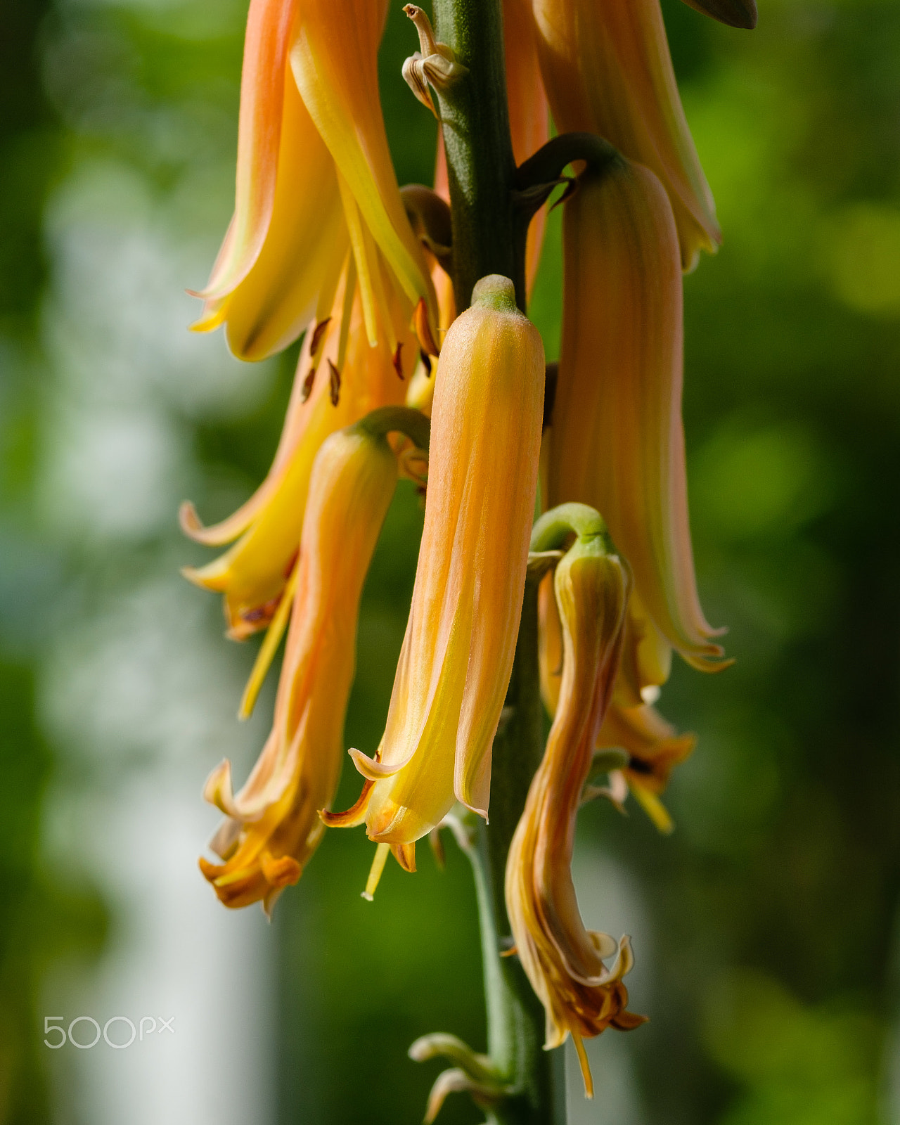Fujifilm X-Pro2 + Fujifilm XF 60mm F2.4 R Macro sample photo. Aloe vera flower photography