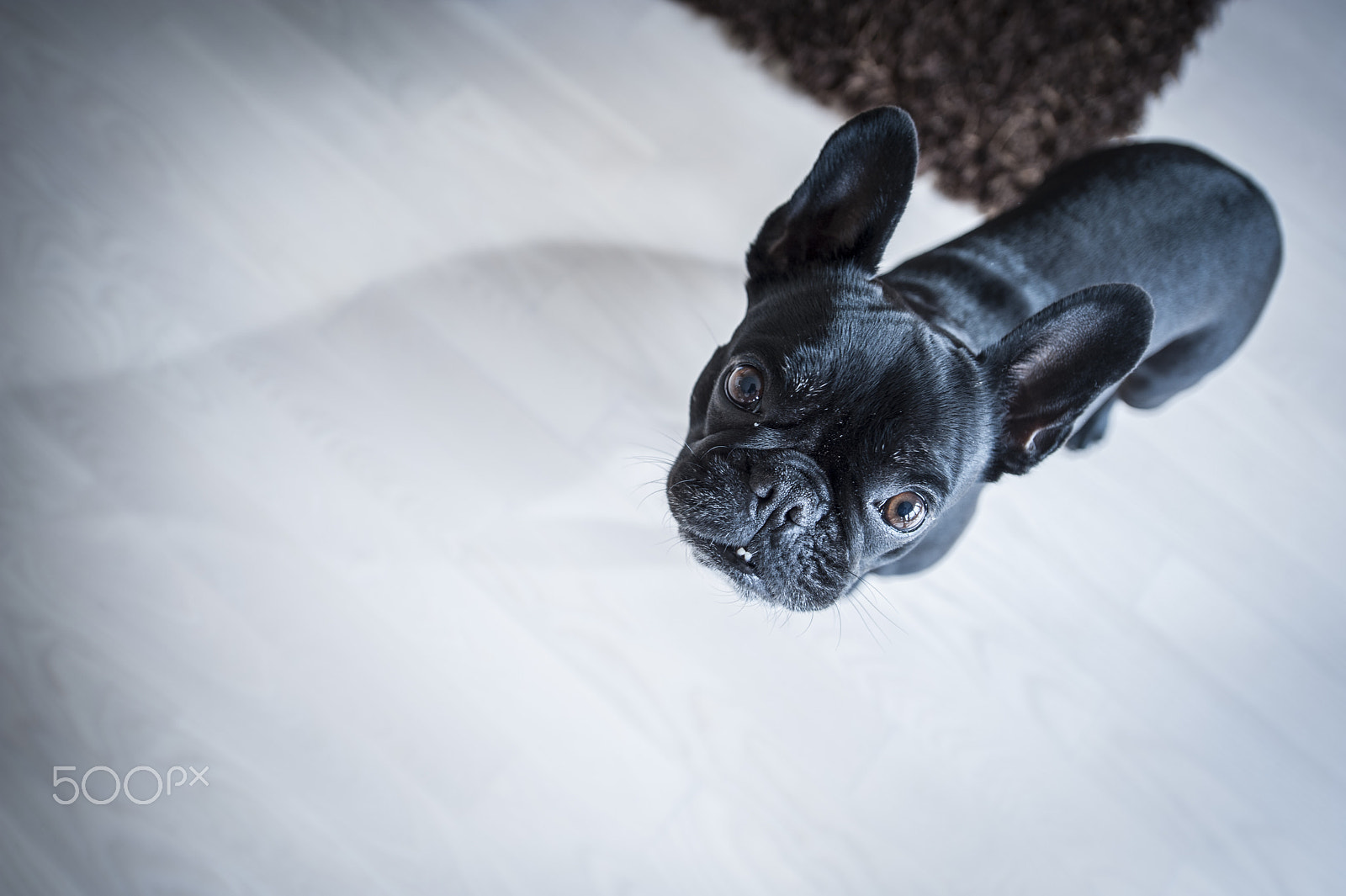Nikon D3 sample photo. French bulldog puppy photography