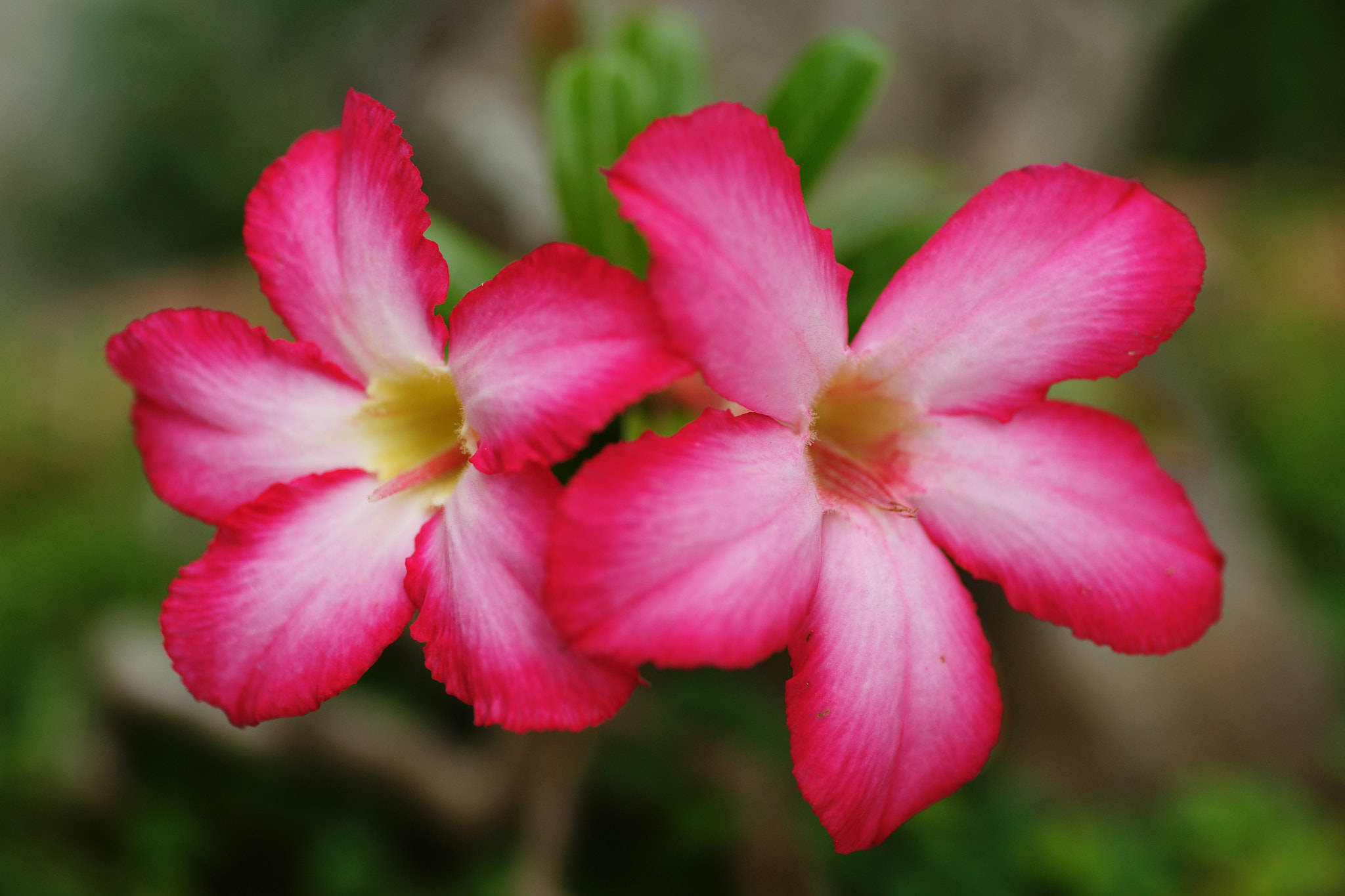 Sony Alpha DSLR-A850 + Tamron SP AF 90mm F2.8 Di Macro sample photo. Desert rose photography