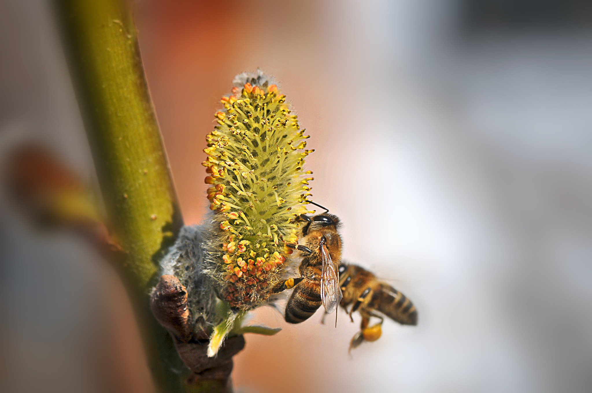 AF Micro-Nikkor 105mm f/2.8 sample photo. Цветение вербы photography