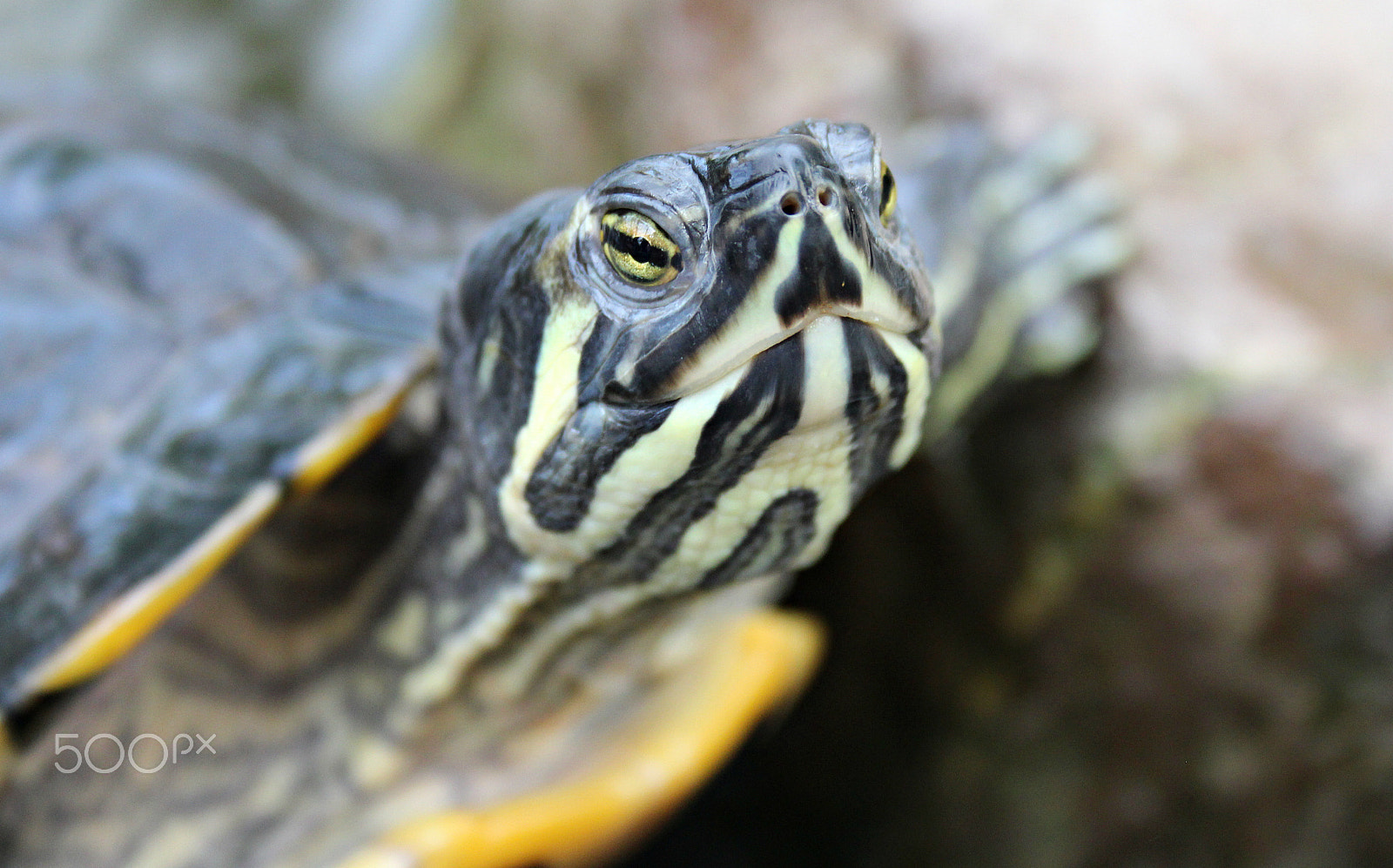 Canon EF-S 18-55mm F3.5-5.6 II sample photo. Turtle photography