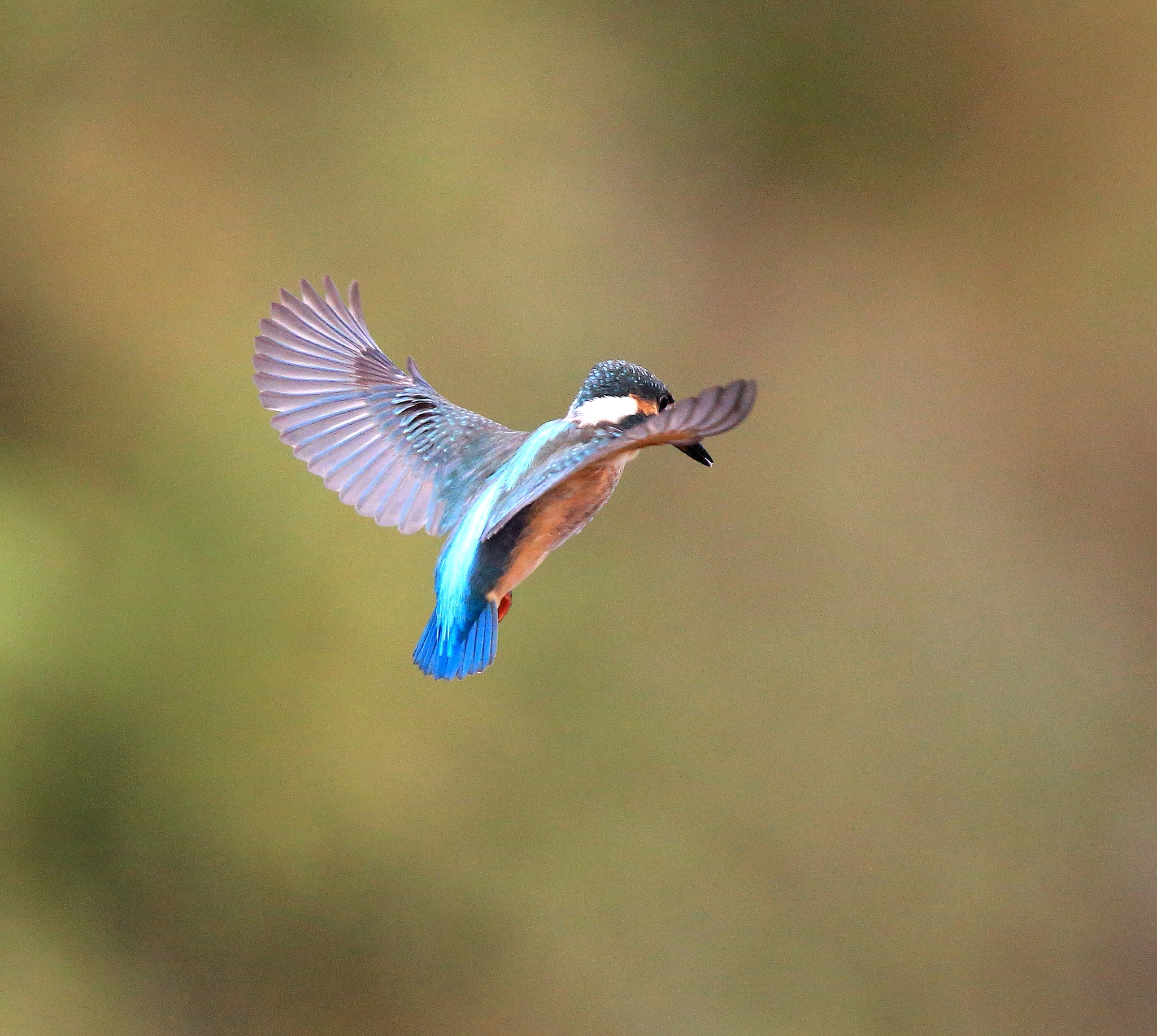 Canon EF 600mm F4L IS II USM sample photo. 180 photography