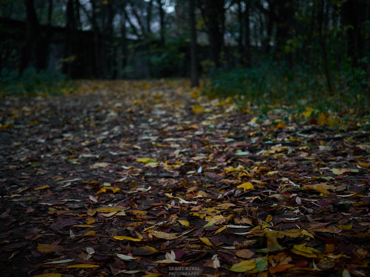 Olympus OM-D E-M5 + Olympus M.Zuiko Digital 25mm F1.8 sample photo. Autumn photography