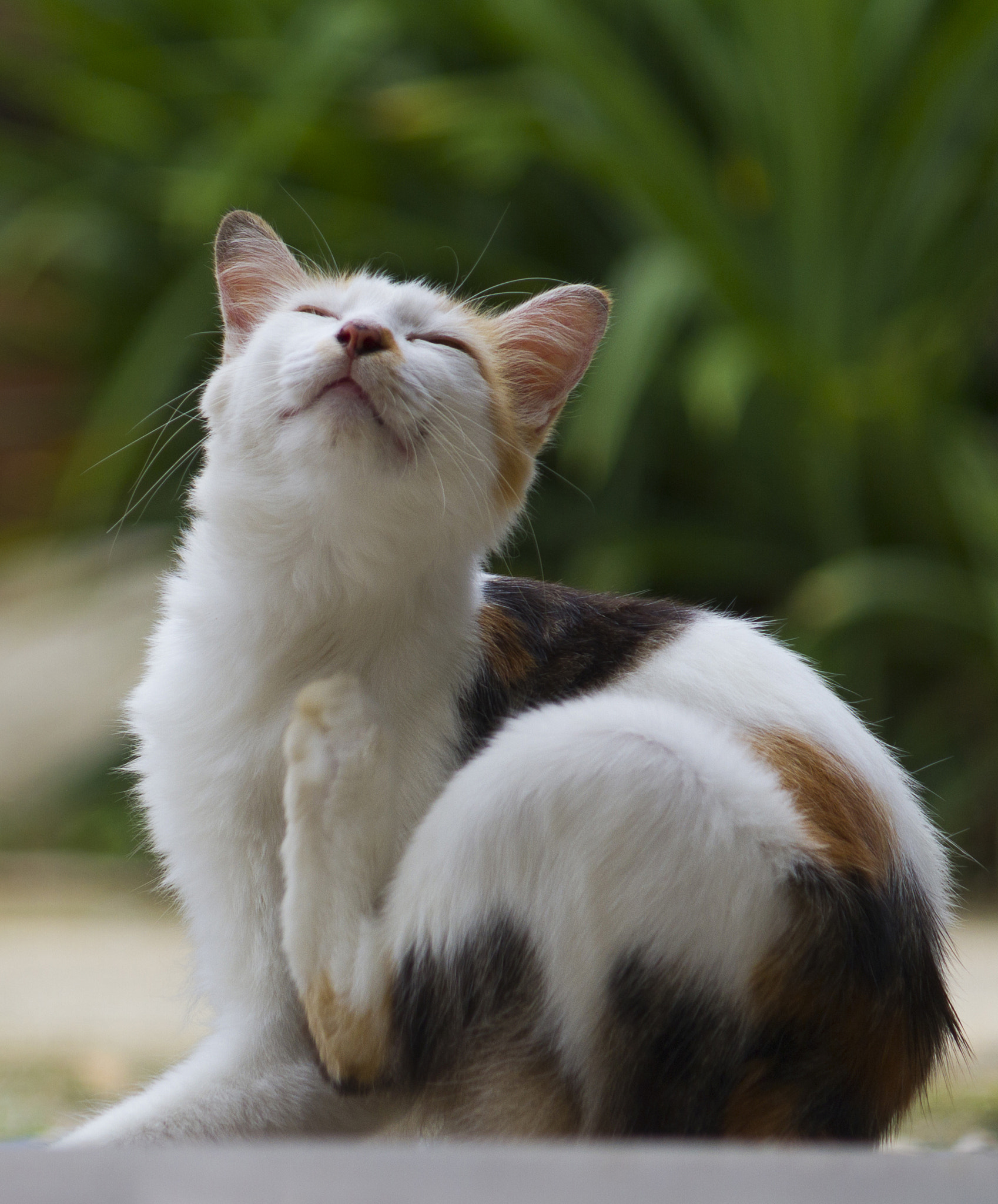 Canon EF-S 55-250mm F4-5.6 IS sample photo. Cat scratching photography