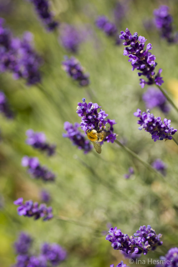 Canon EOS 550D (EOS Rebel T2i / EOS Kiss X4) + Tamron SP AF 90mm F2.8 Di Macro sample photo. Lavender photography