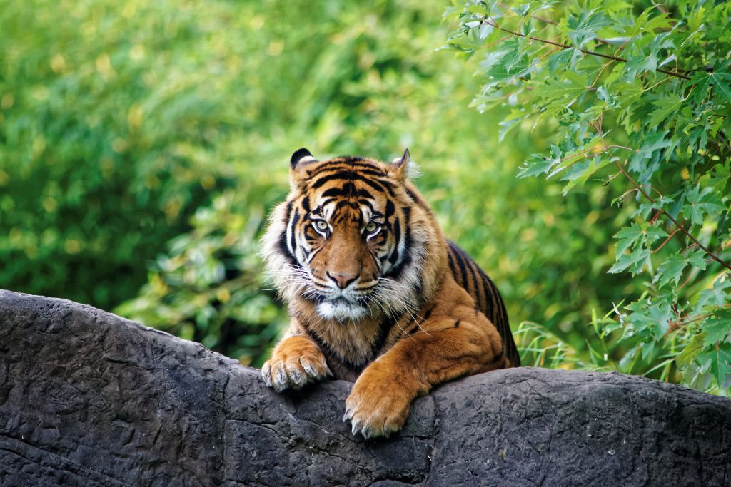 Minolta AF 300mm F4 HS-APO G sample photo. Tiger on the rocks photography