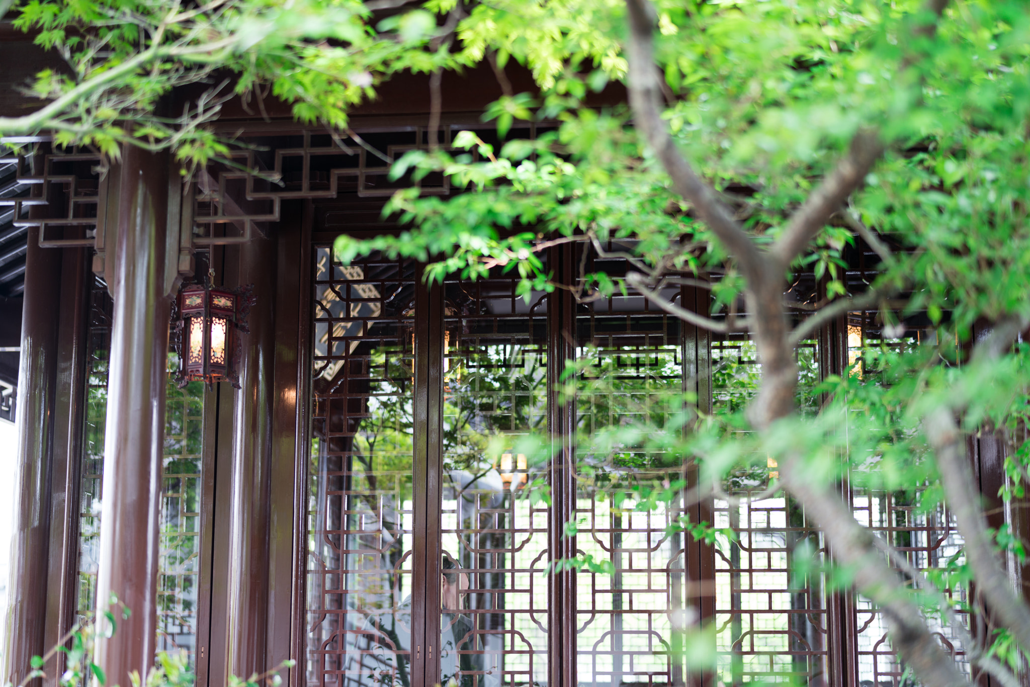 Sony Planar T* FE 50mm F1.4 ZA sample photo. Chinese garden, dunedin photography