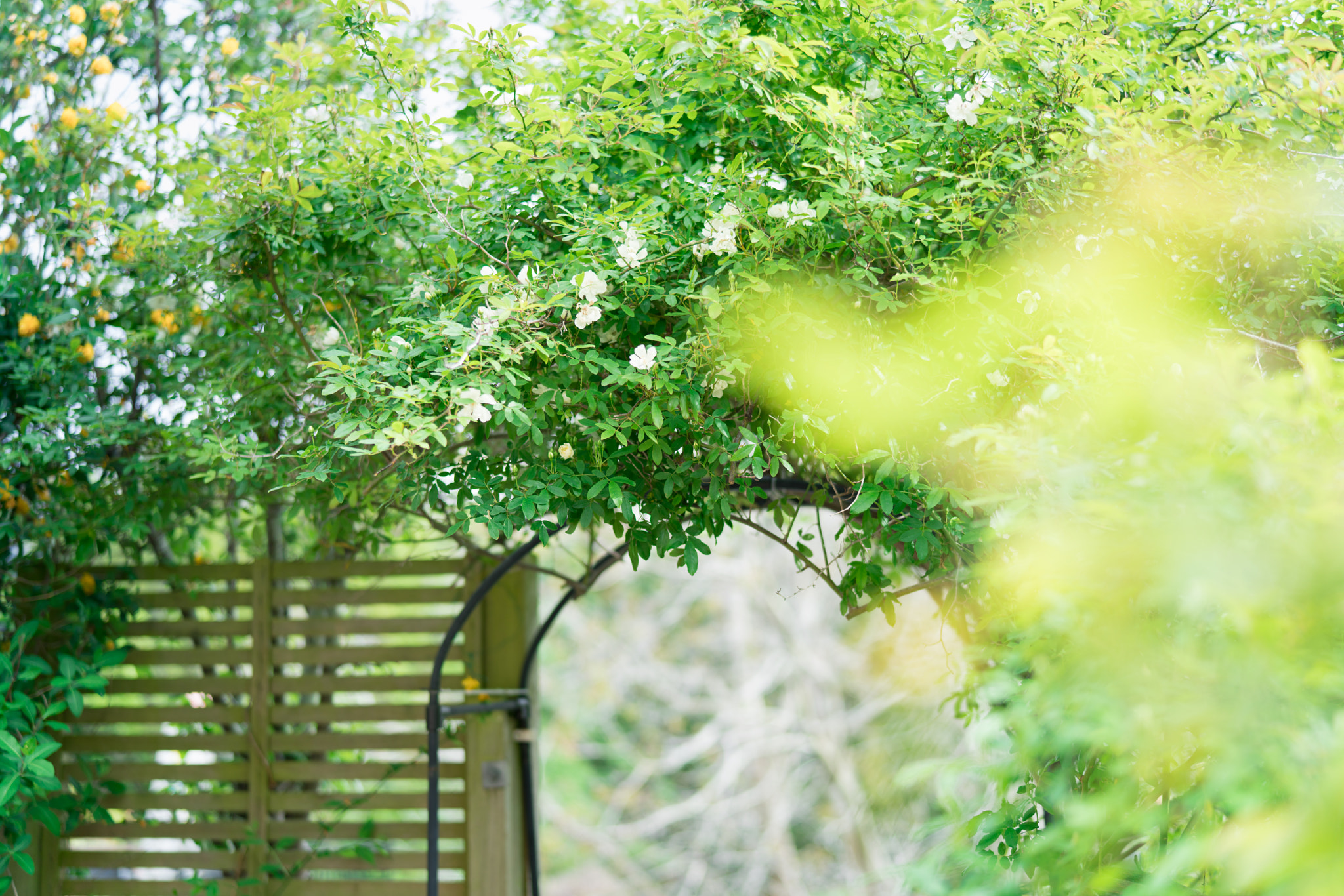 Sony Planar T* FE 50mm F1.4 ZA sample photo. Spring greens photography