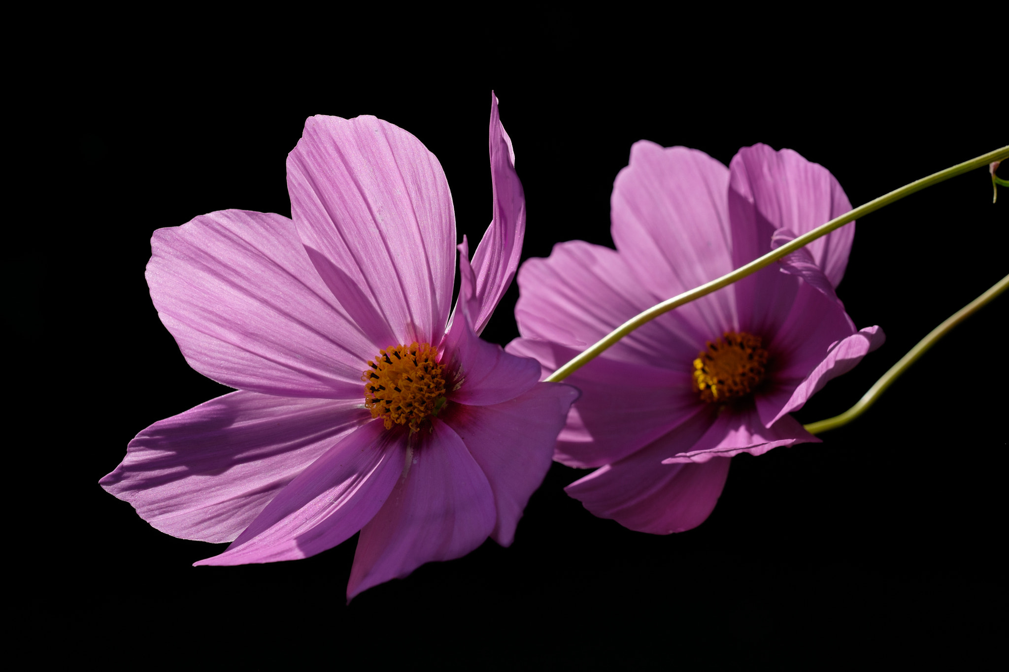 Fujifilm X-T1 + Fujifilm XF 60mm F2.4 R Macro sample photo. Cosmos photography