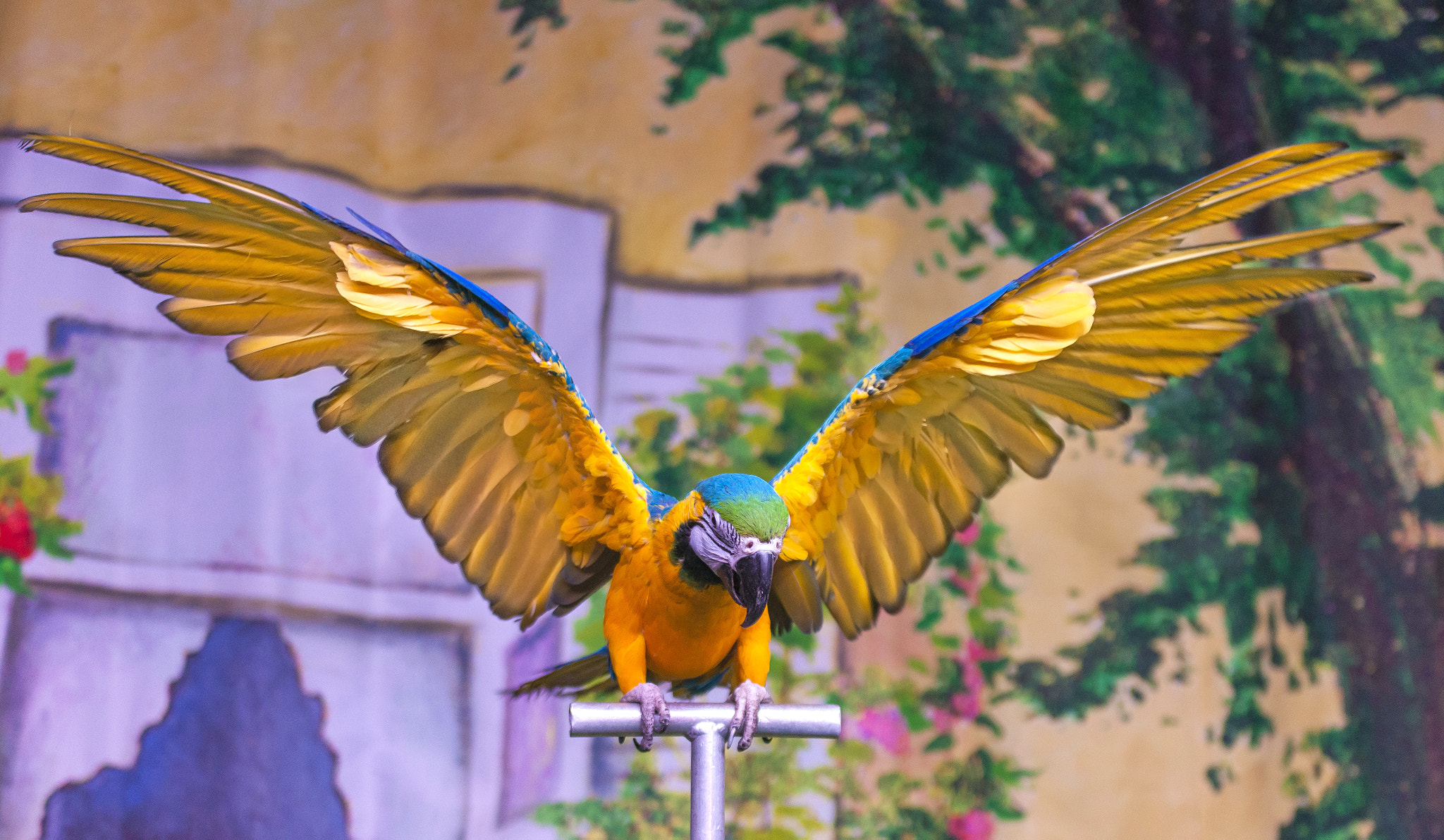 Sigma 70-200mm F2.8 EX DG OS HSM sample photo. Parrot photography