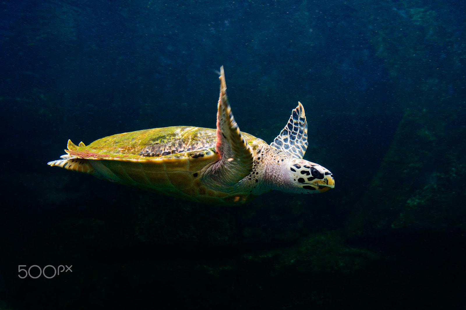Sigma 17-70mm F2.8-4 DC Macro OS HSM | C sample photo. Green turtle. photography