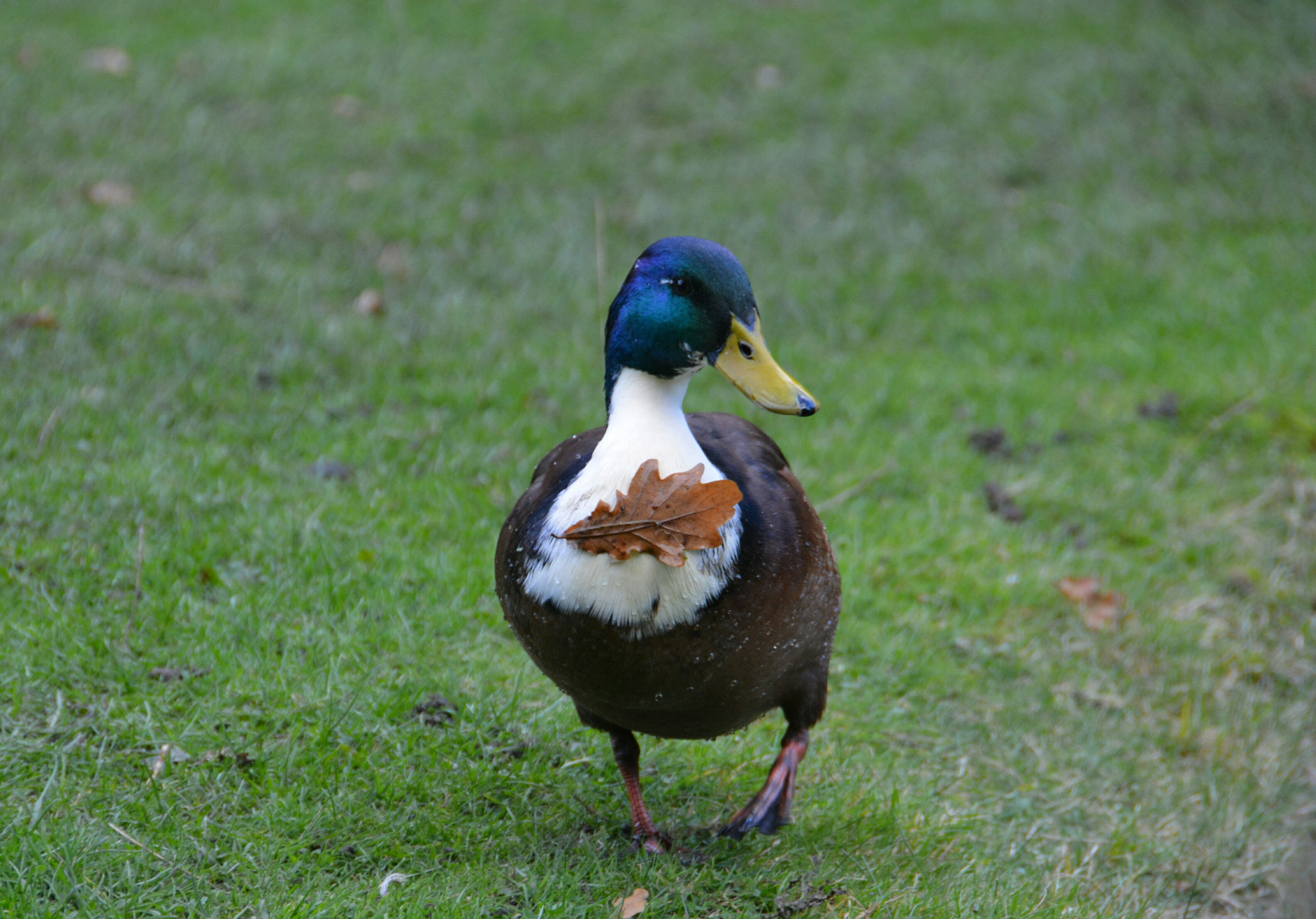 Nikon D5200 sample photo. I don't give a duck! photography