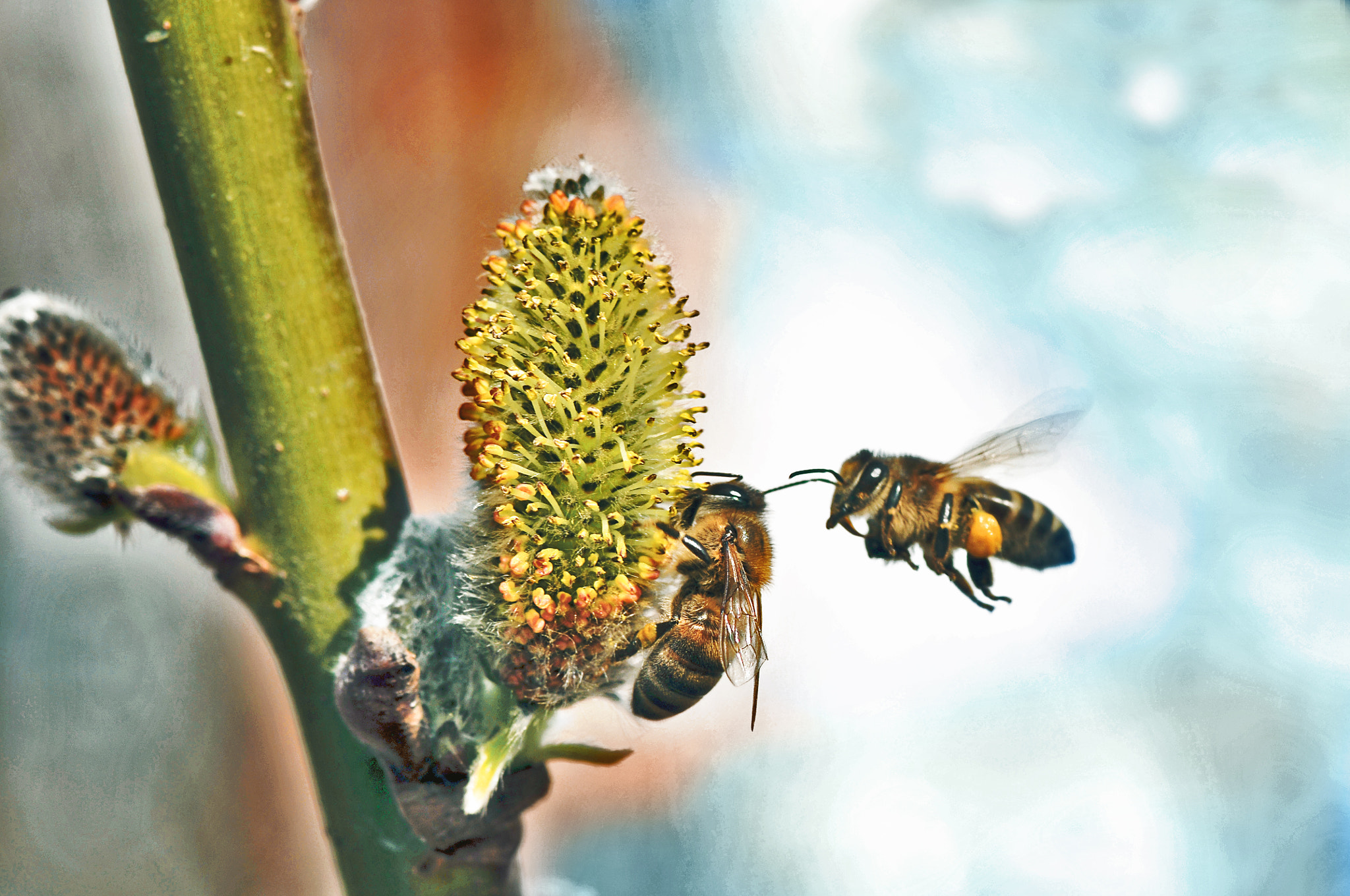 Nikon D300 + AF Micro-Nikkor 105mm f/2.8 sample photo. Сбор меда photography