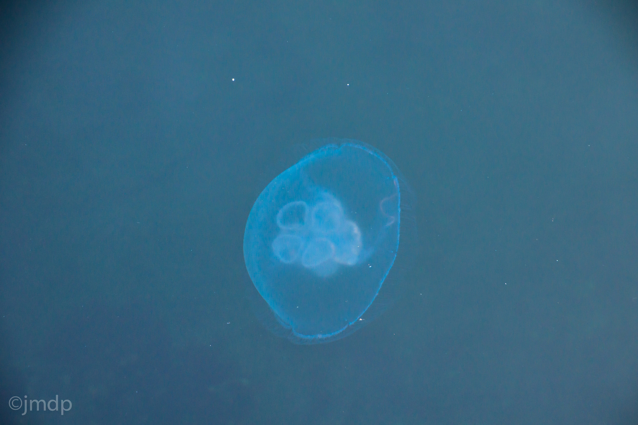 Tamron 16-300mm F3.5-6.3 Di II VC PZD Macro sample photo. Meduses dunkerquoises photography