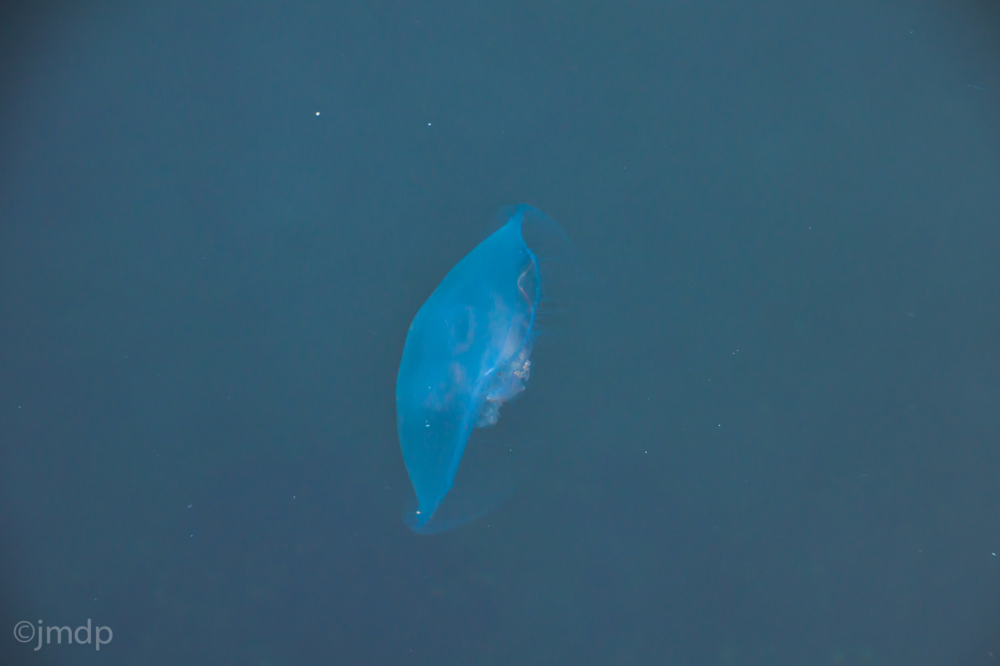 Tamron 16-300mm F3.5-6.3 Di II VC PZD Macro sample photo. Meduses dunkerquoises photography