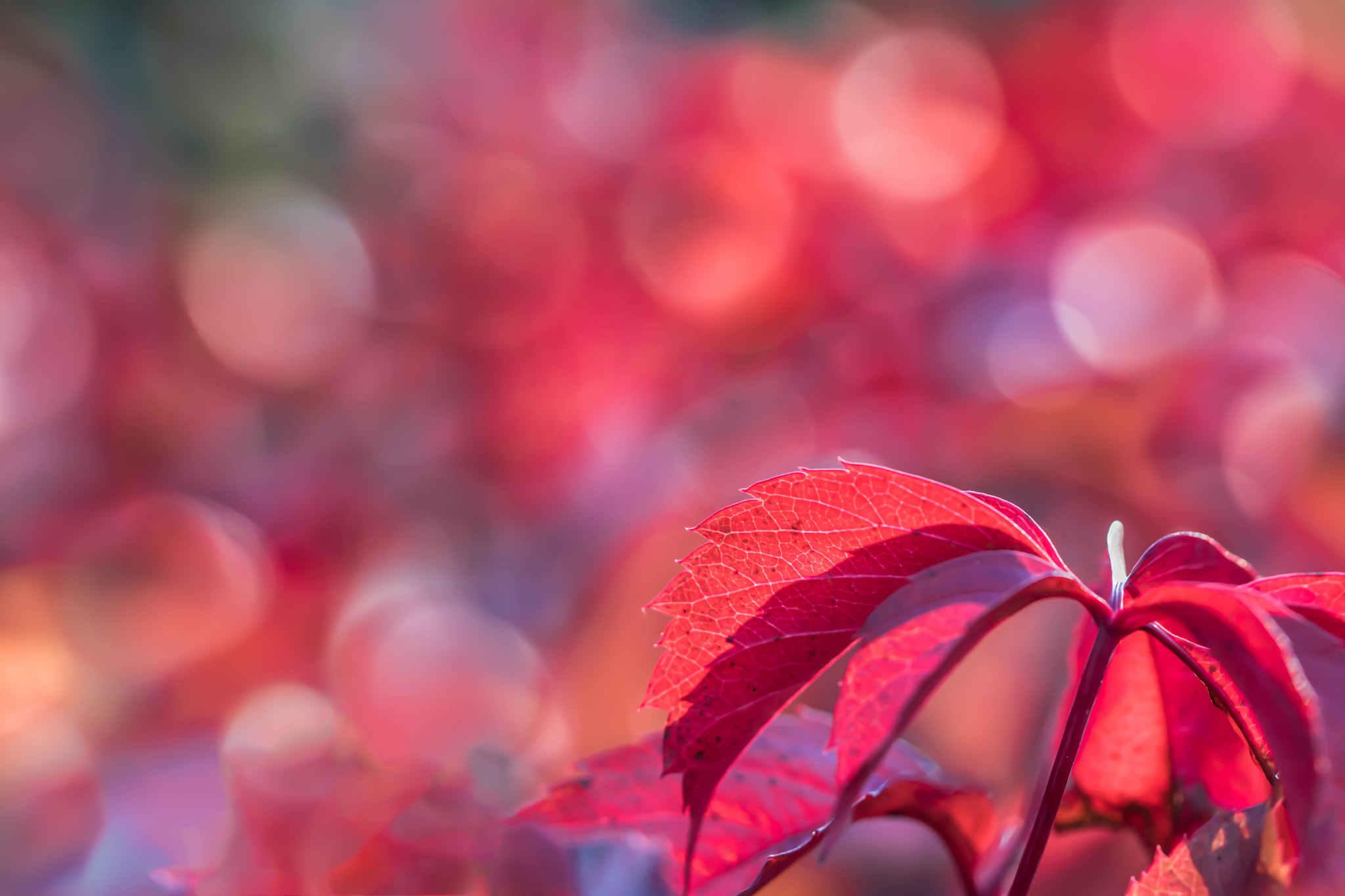 Canon EOS 760D (EOS Rebel T6s / EOS 8000D) sample photo. Autumn bokeh photography