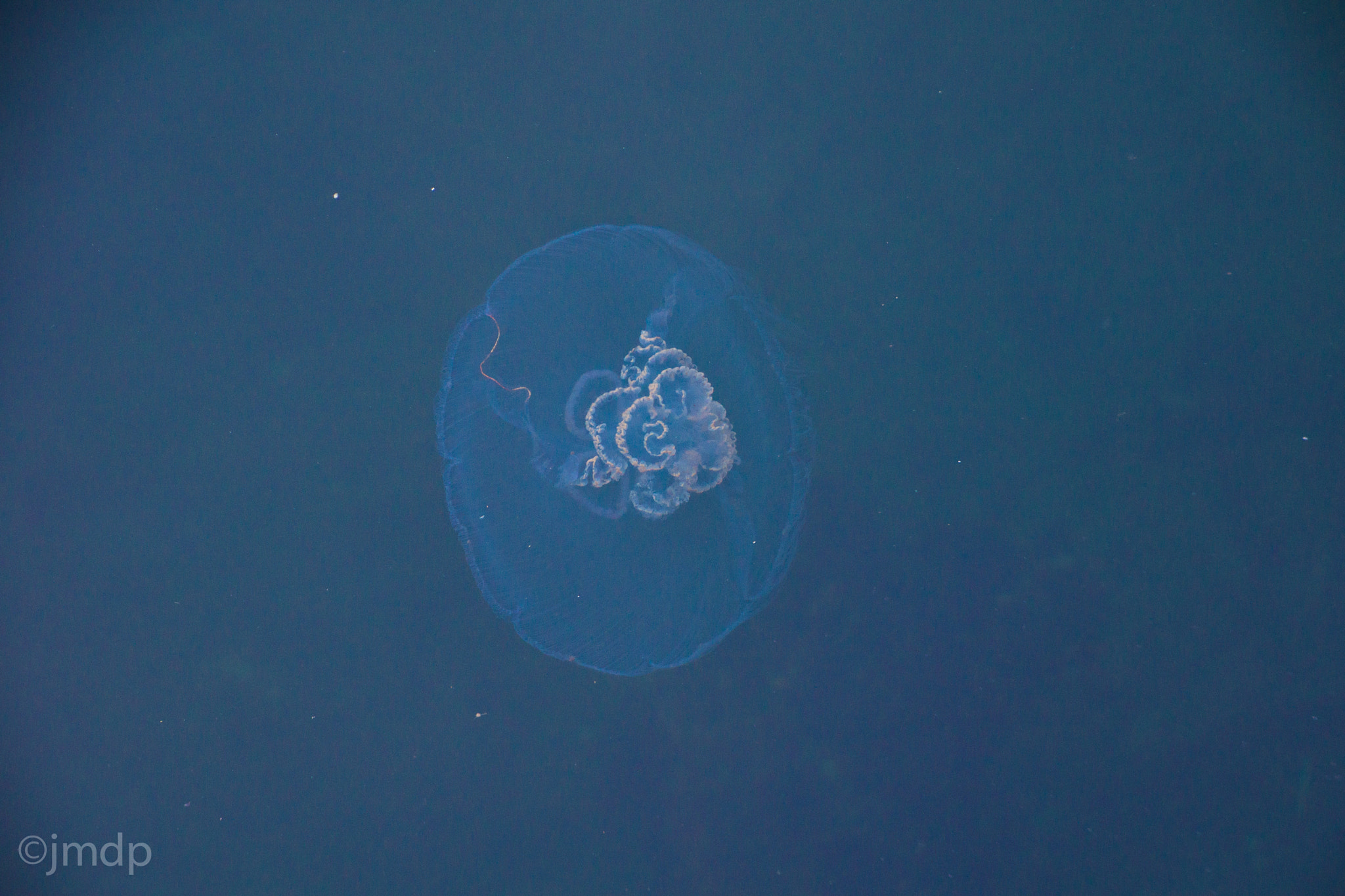 Tamron 16-300mm F3.5-6.3 Di II VC PZD Macro sample photo. Meduses dunkerquoises photography