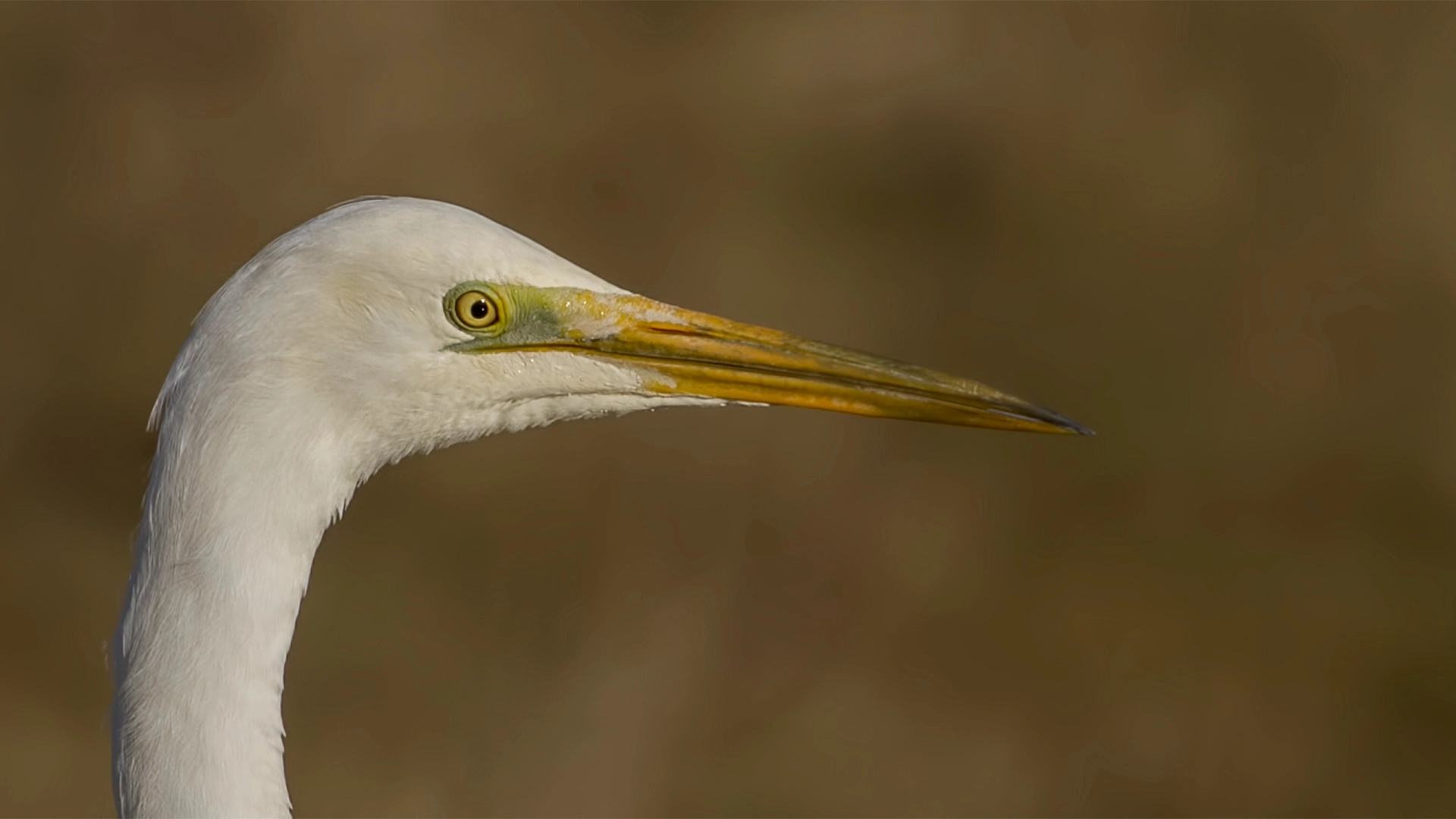 Canon EF 500mm F4L IS USM sample photo. Portrait great white egret photography