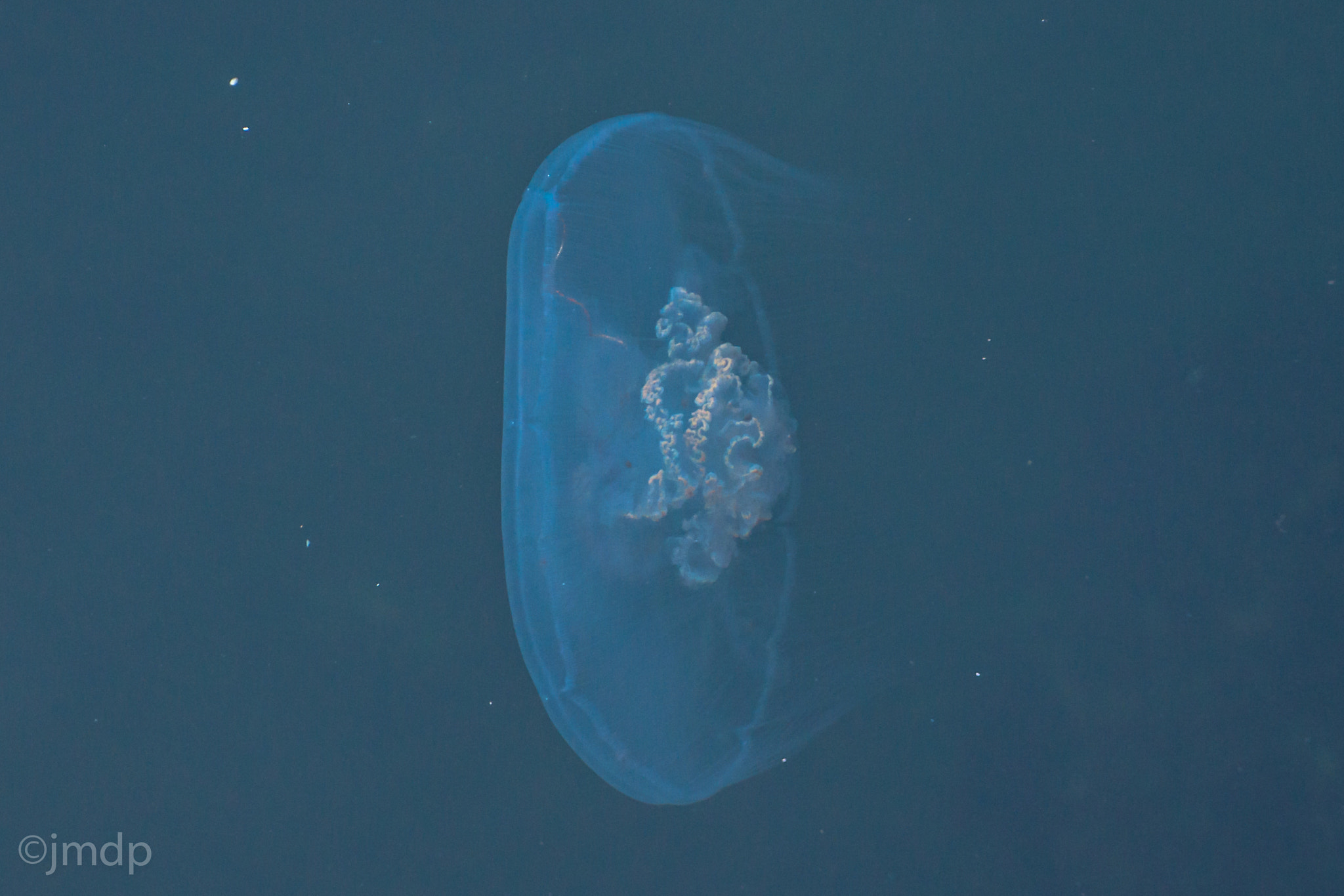 Tamron 16-300mm F3.5-6.3 Di II VC PZD Macro sample photo. Meduses dunkerquoises photography
