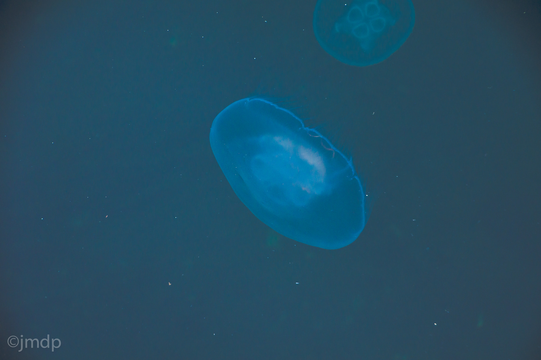 Tamron 16-300mm F3.5-6.3 Di II VC PZD Macro sample photo. Meduses dunkerquoises photography