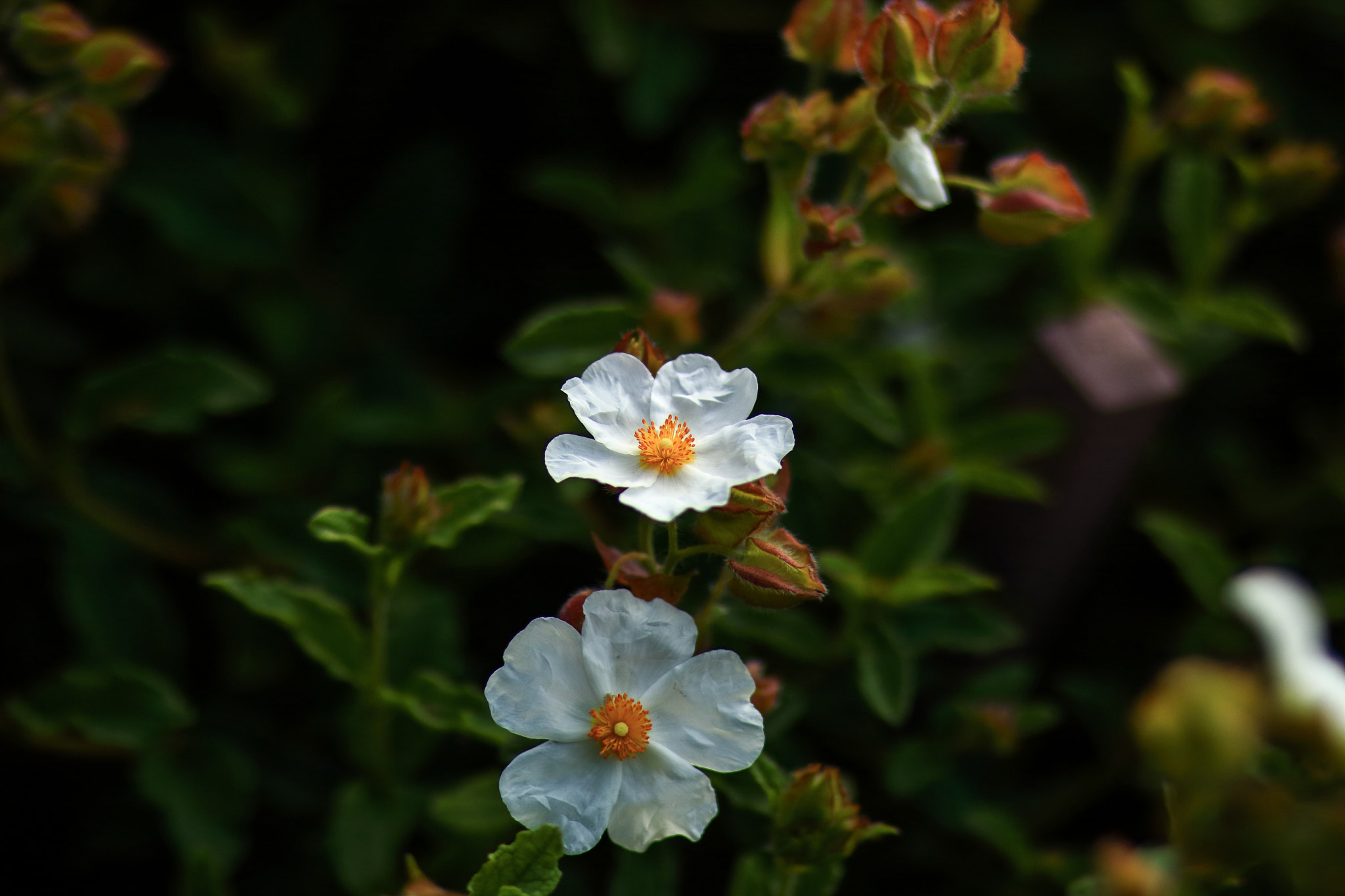 Canon EOS M3 + Canon EF 85mm F1.8 USM sample photo. Abg_20161022_08 photography